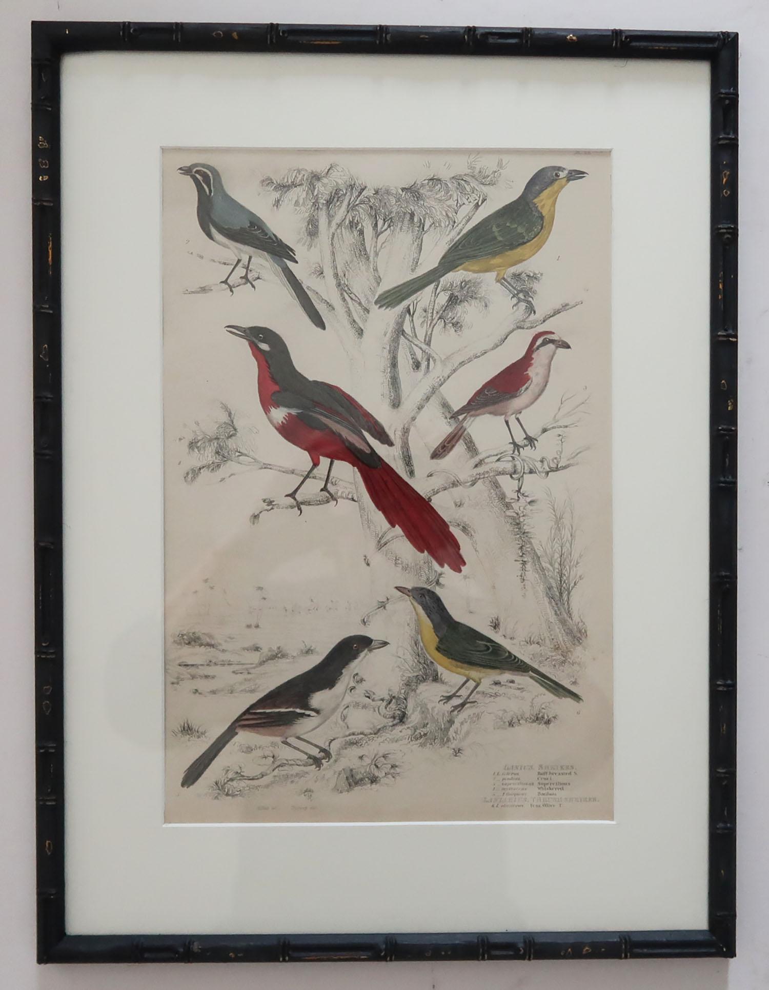 Ebonized Set of 15 Antique Bird Prints in Faux Bamboo Frames, 1830s