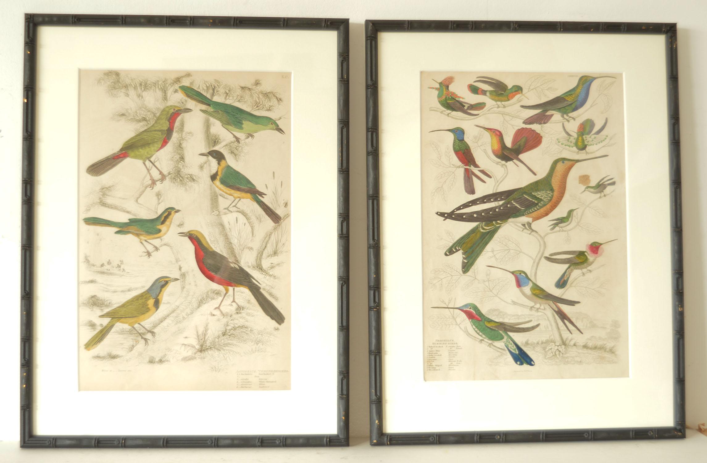 Ebonized Set of 15 Antique Bird Prints in Faux Bamboo Frames, 1830s