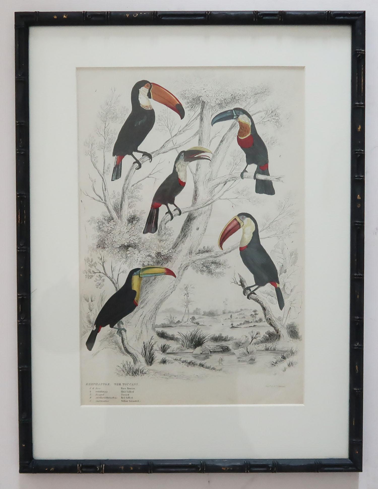 Set of 15 Antique Bird Prints in Faux Bamboo Frames, 1830s In Good Condition In St Annes, Lancashire