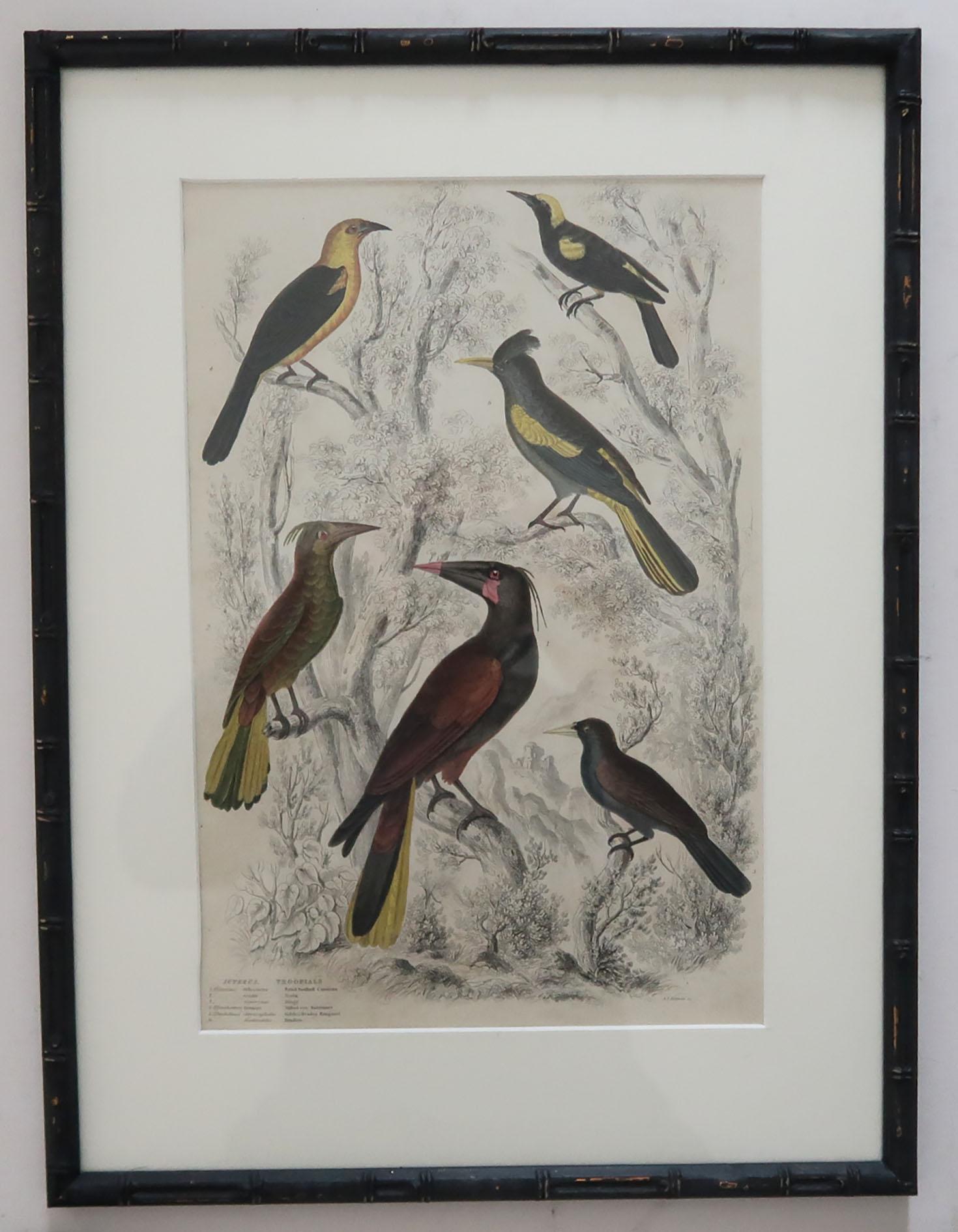 Mid-19th Century Set of 15 Antique Bird Prints in Faux Bamboo Frames, 1830s