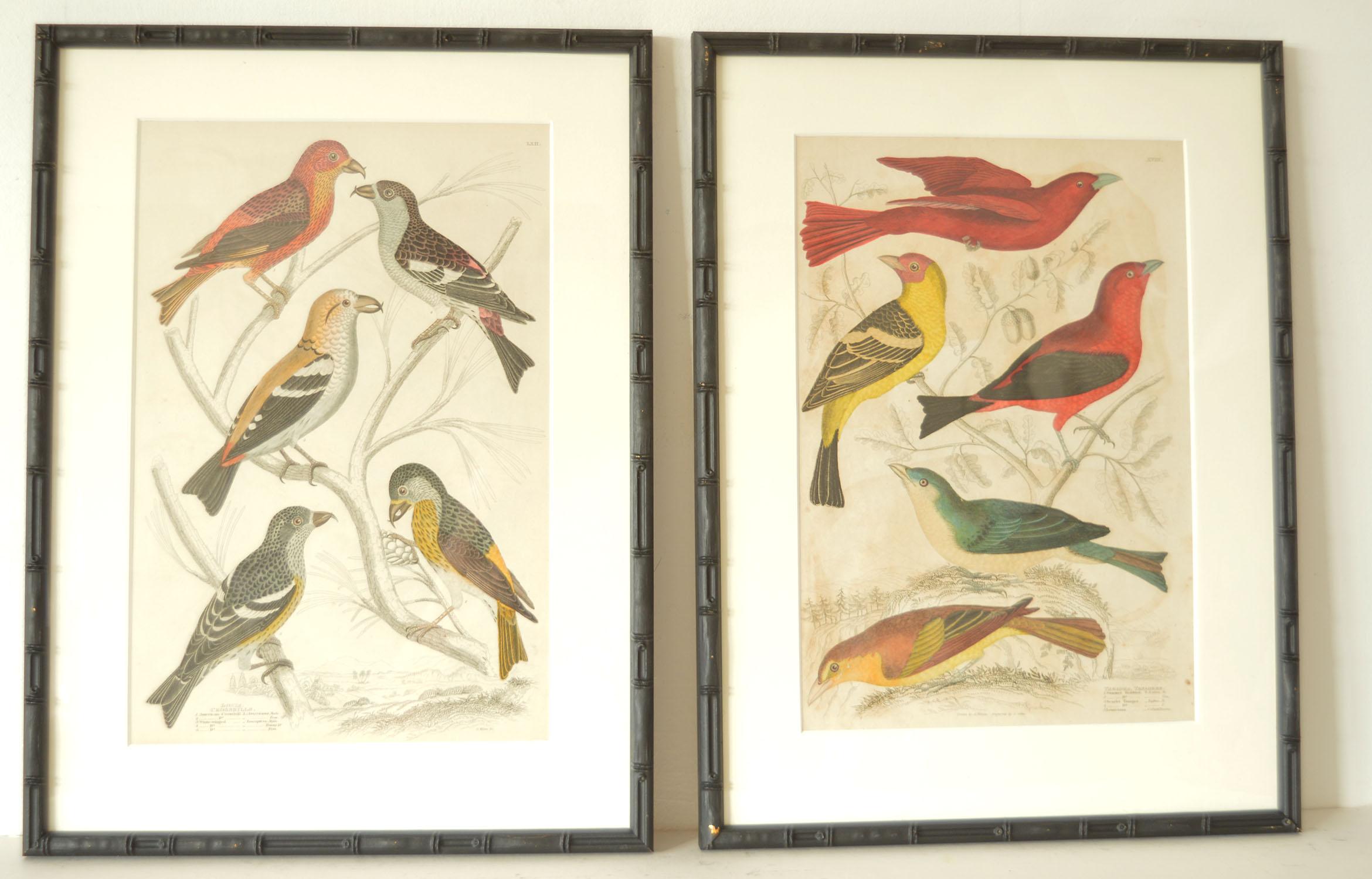 Mid-19th Century Set of 15 Antique Bird Prints in Faux Bamboo Frames, 1830s