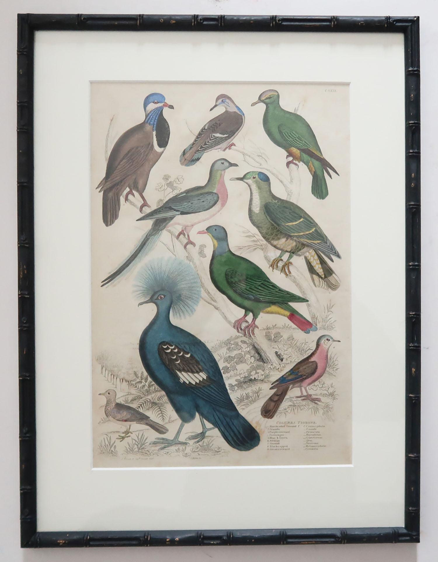 Set of 15 Antique Bird Prints in Faux Bamboo Frames, 1830s 1
