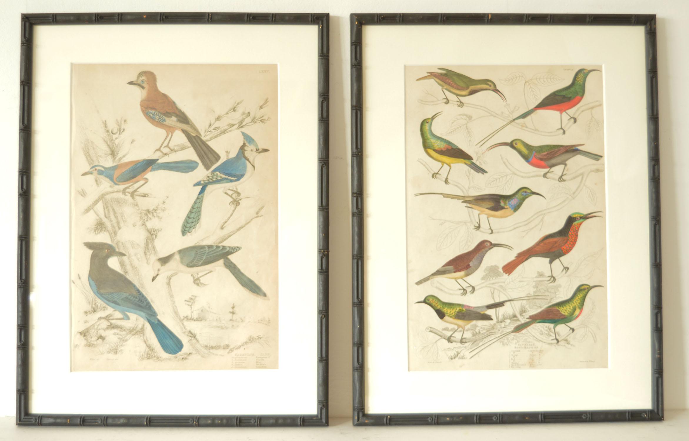 Set of 15 Antique Bird Prints in Faux Bamboo Frames, 1830s 2