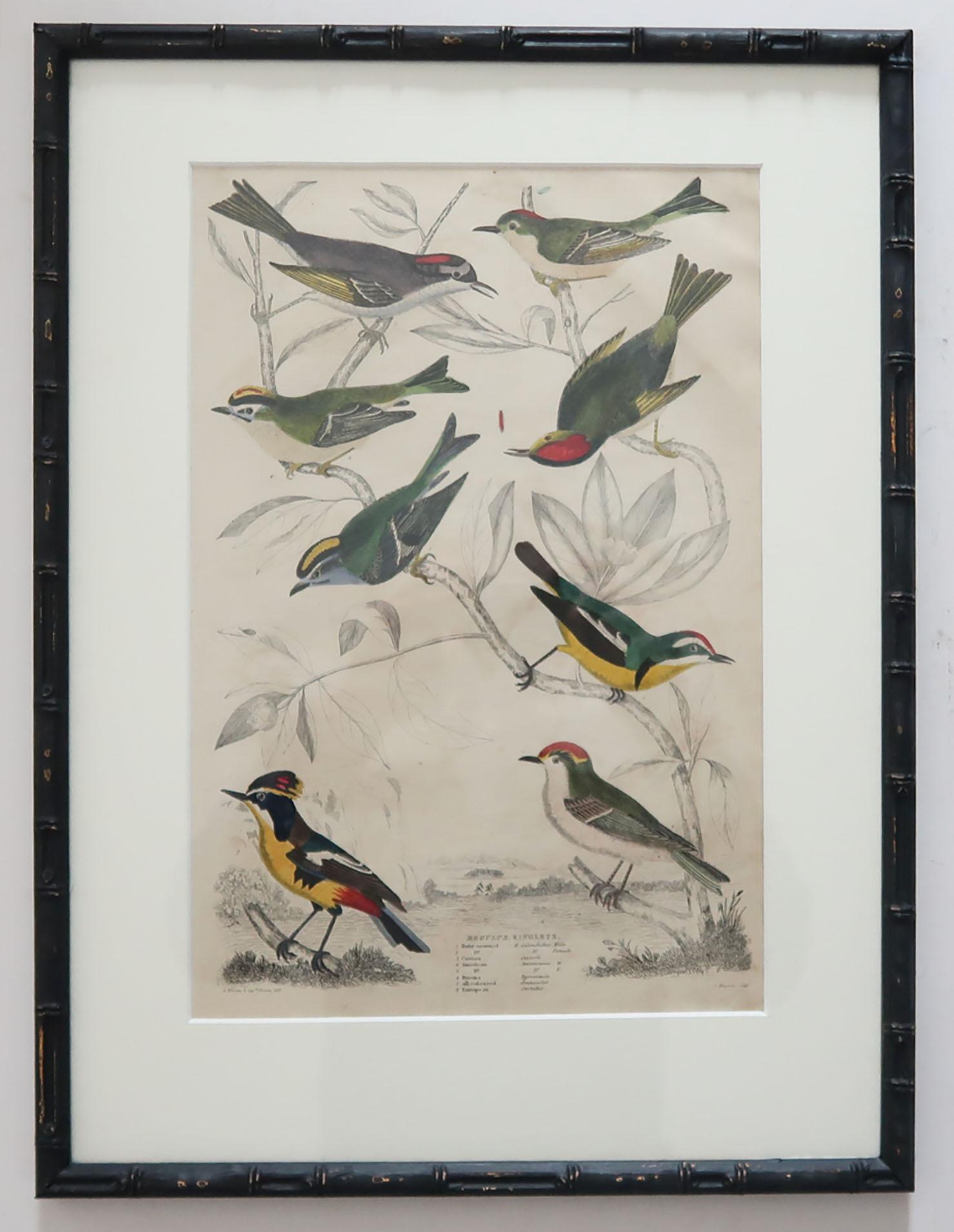 Set of 15 Antique Bird Prints in Faux Bamboo Frames, 1830s 2