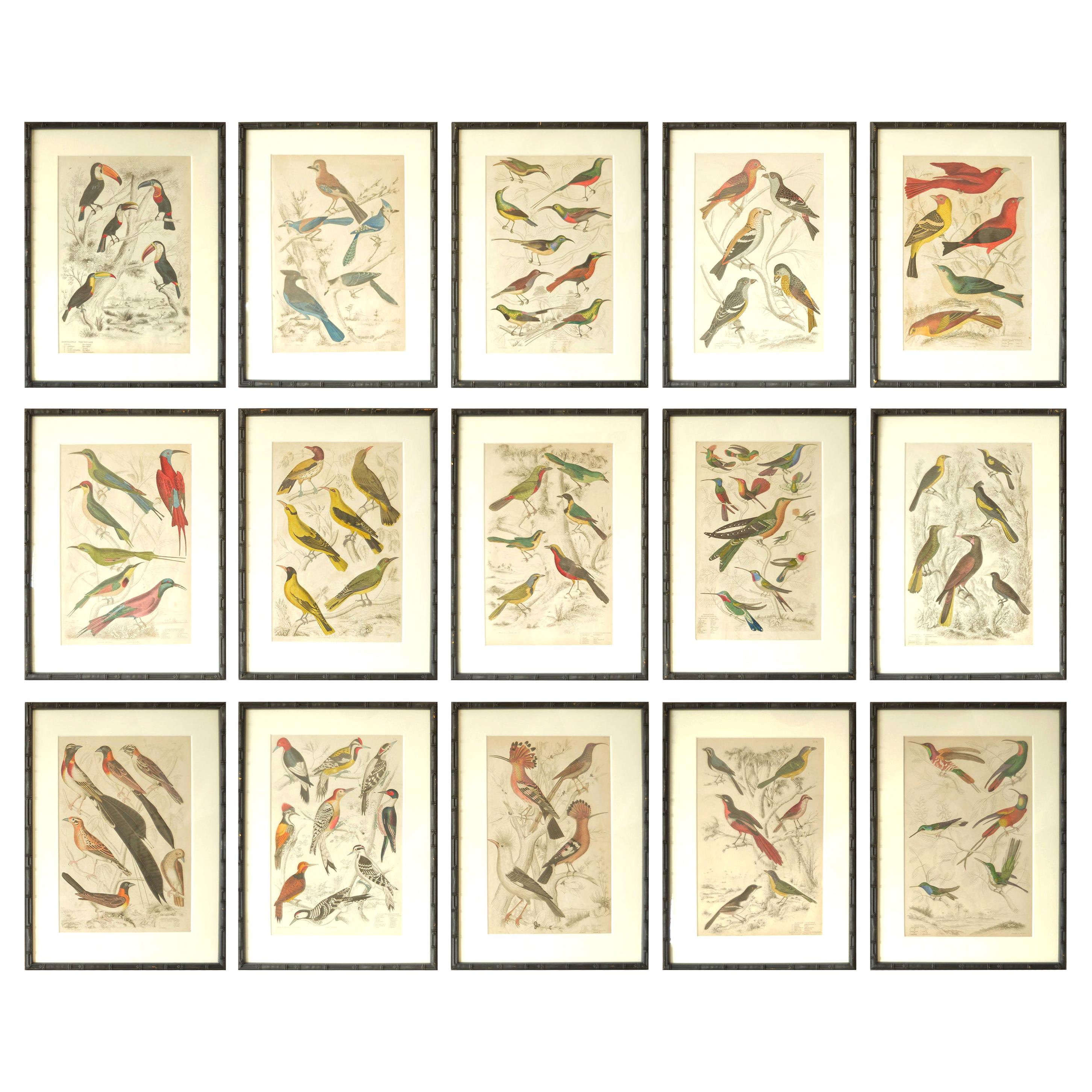 Set of 15 Antique Bird Prints in Faux Bamboo Frames, 1830s