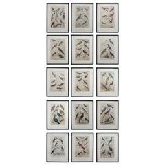 Set of 15 Antique Bird Prints in Faux Bamboo Frames, 1830s