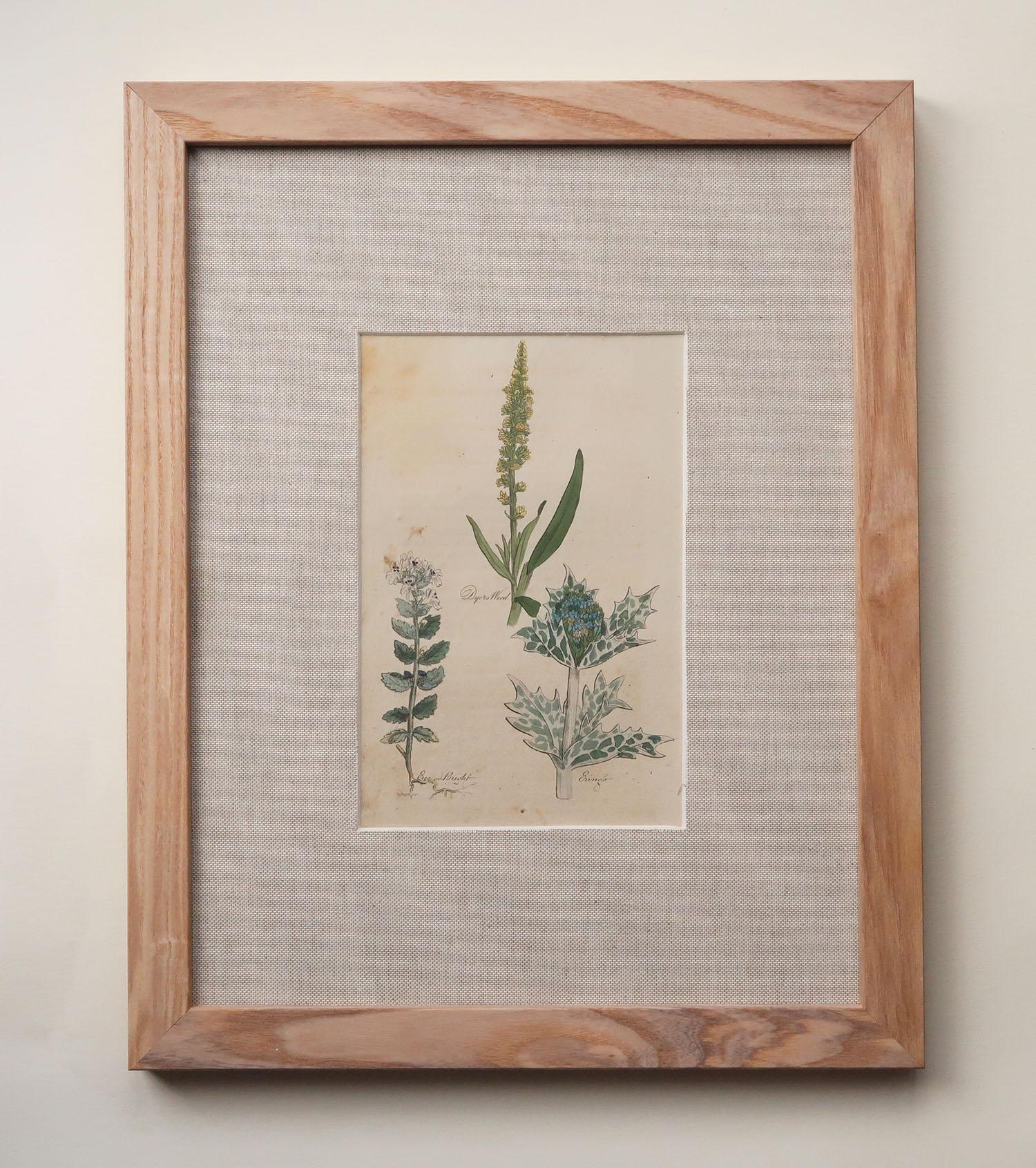 Wonderful set of 15 antique botanical prints.

Copper-plate engravings. Original hand colour.

All fabulous muted colours

Published C.1790

Presented in our own custom made solid ash frames with hessian or burlap mounts or matting














