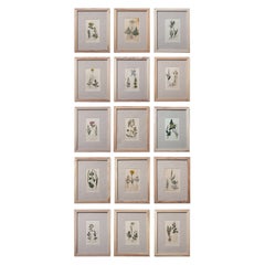 Set of 15 Antique Botanical Prints, English, Circa 1790