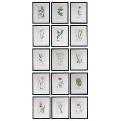 Set of 15 Antique Botanical Prints in Ebonized Faux Bamboo Frames, C.1850