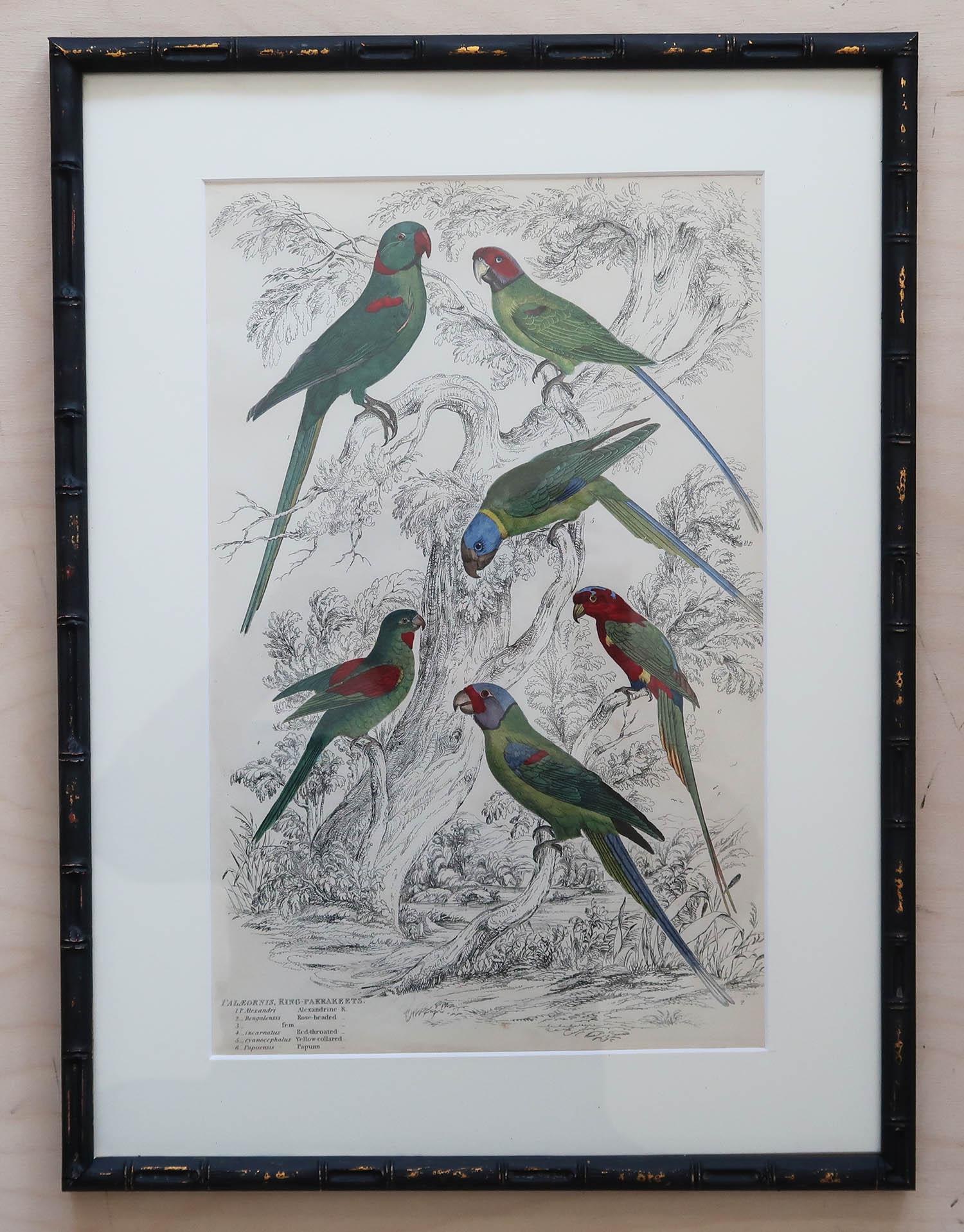 Set of 15 Antique Exotic Bird Prints in Ebonised Faux Bamboo Frames, C.1835 3