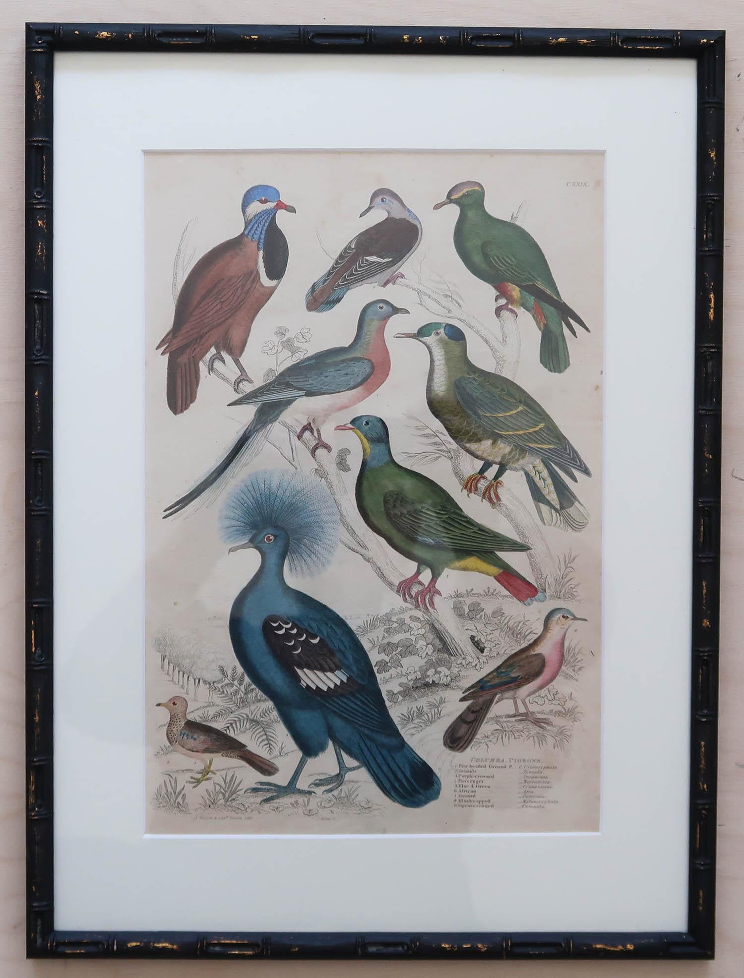 Set of 15 Antique Exotic Bird Prints in Ebonised Faux Bamboo Frames, C.1835 4