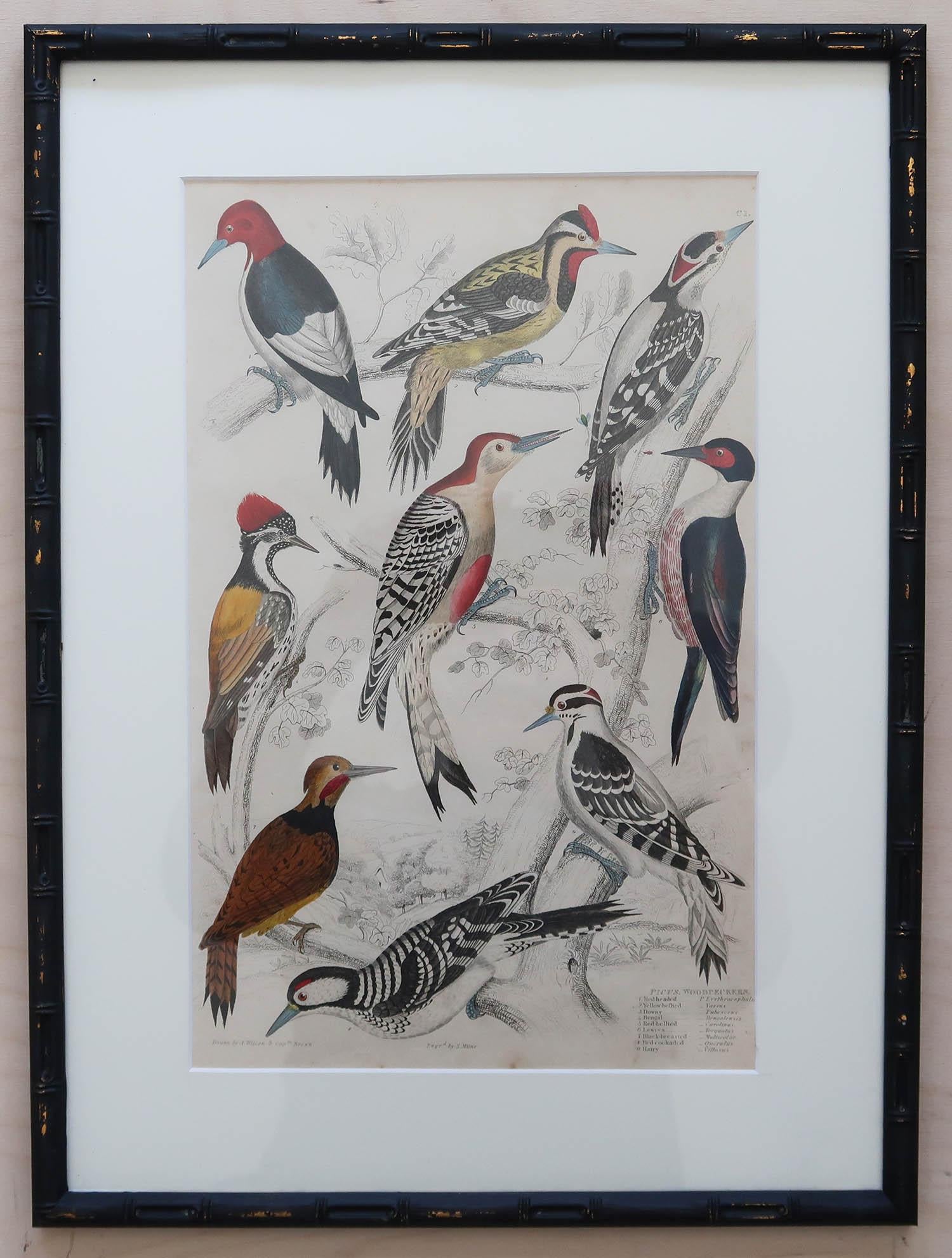 Set of 15 Antique Exotic Bird Prints in Ebonised Faux Bamboo Frames, C.1835 5