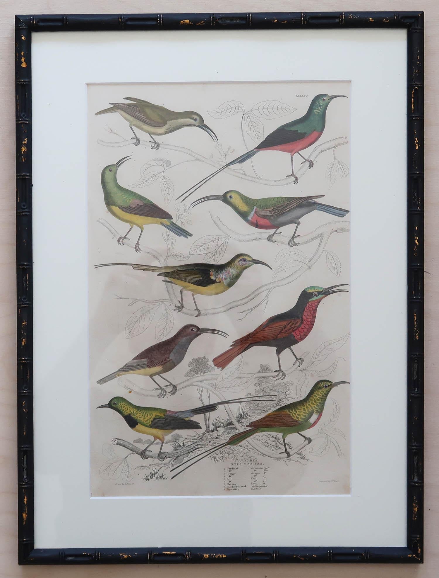 Set of 15 Antique Exotic Bird Prints in Ebonised Faux Bamboo Frames, C.1835 6