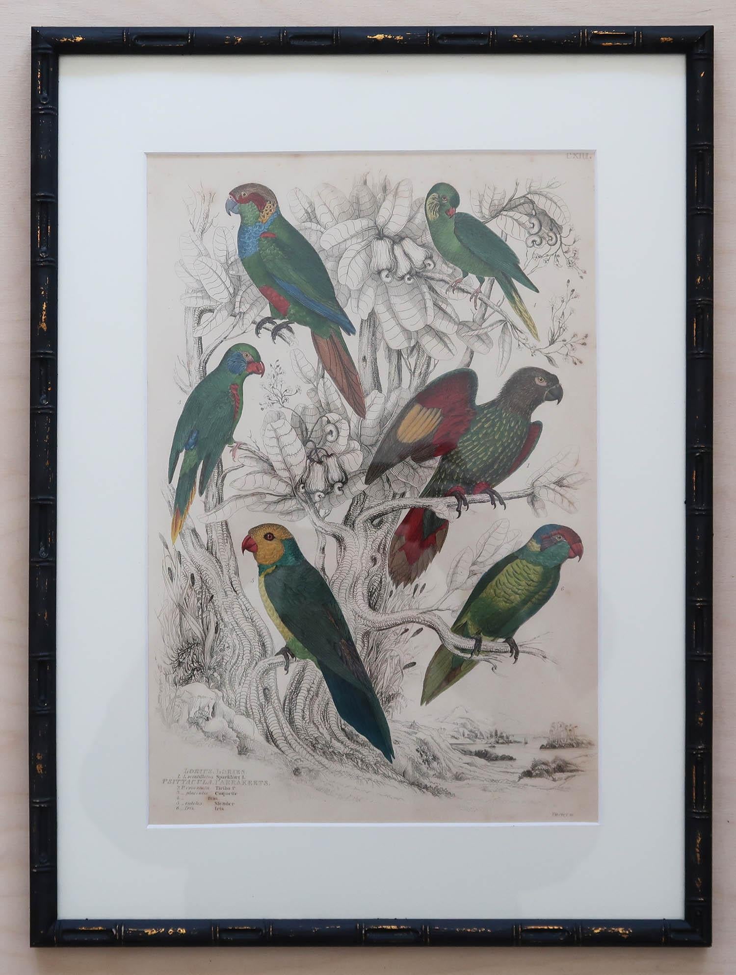 Set of 15 Antique Exotic Bird Prints in Ebonised Faux Bamboo Frames, C.1835 7
