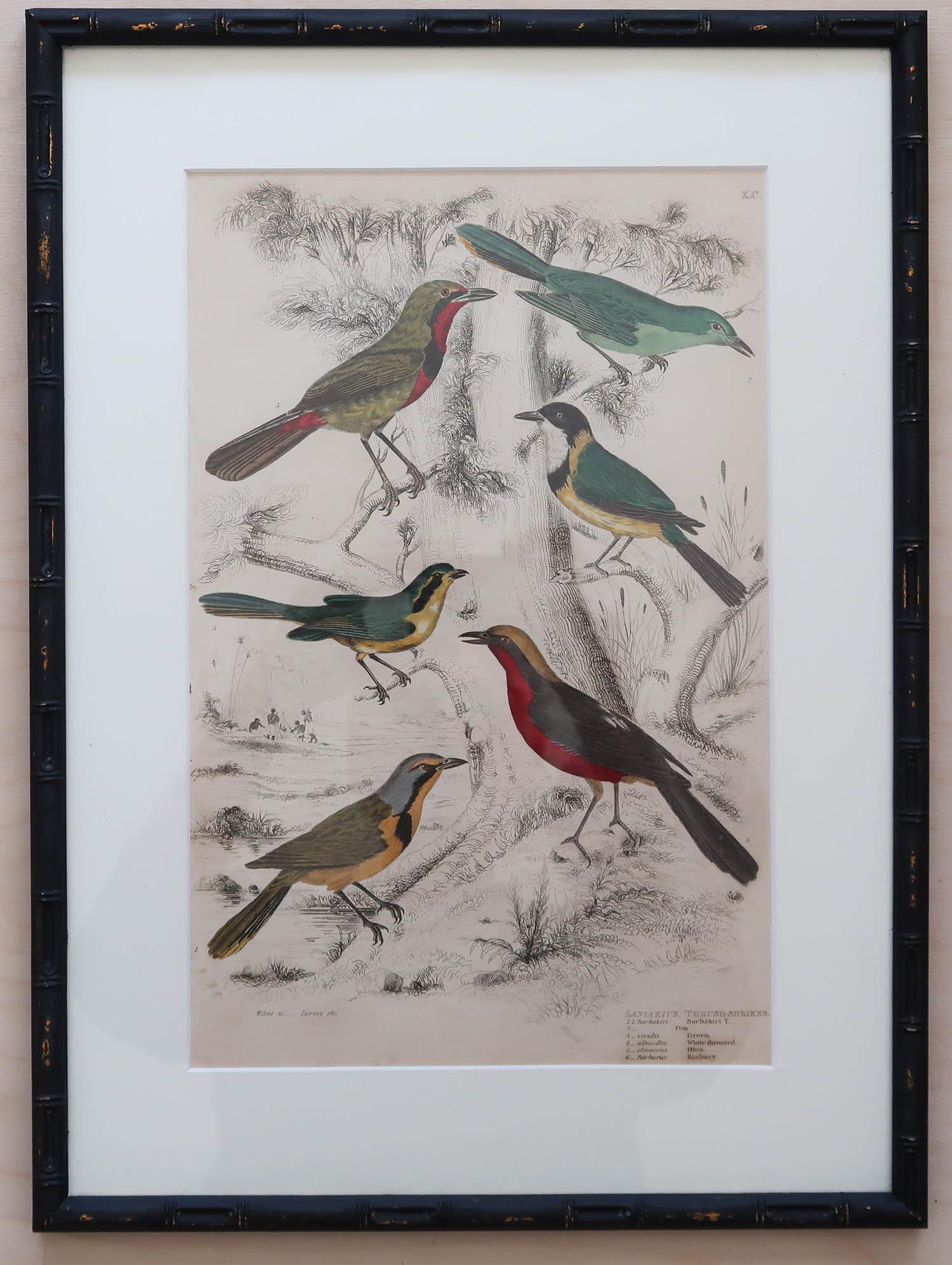 Set of 15 Antique Exotic Bird Prints in Ebonised Faux Bamboo Frames, C.1835 8
