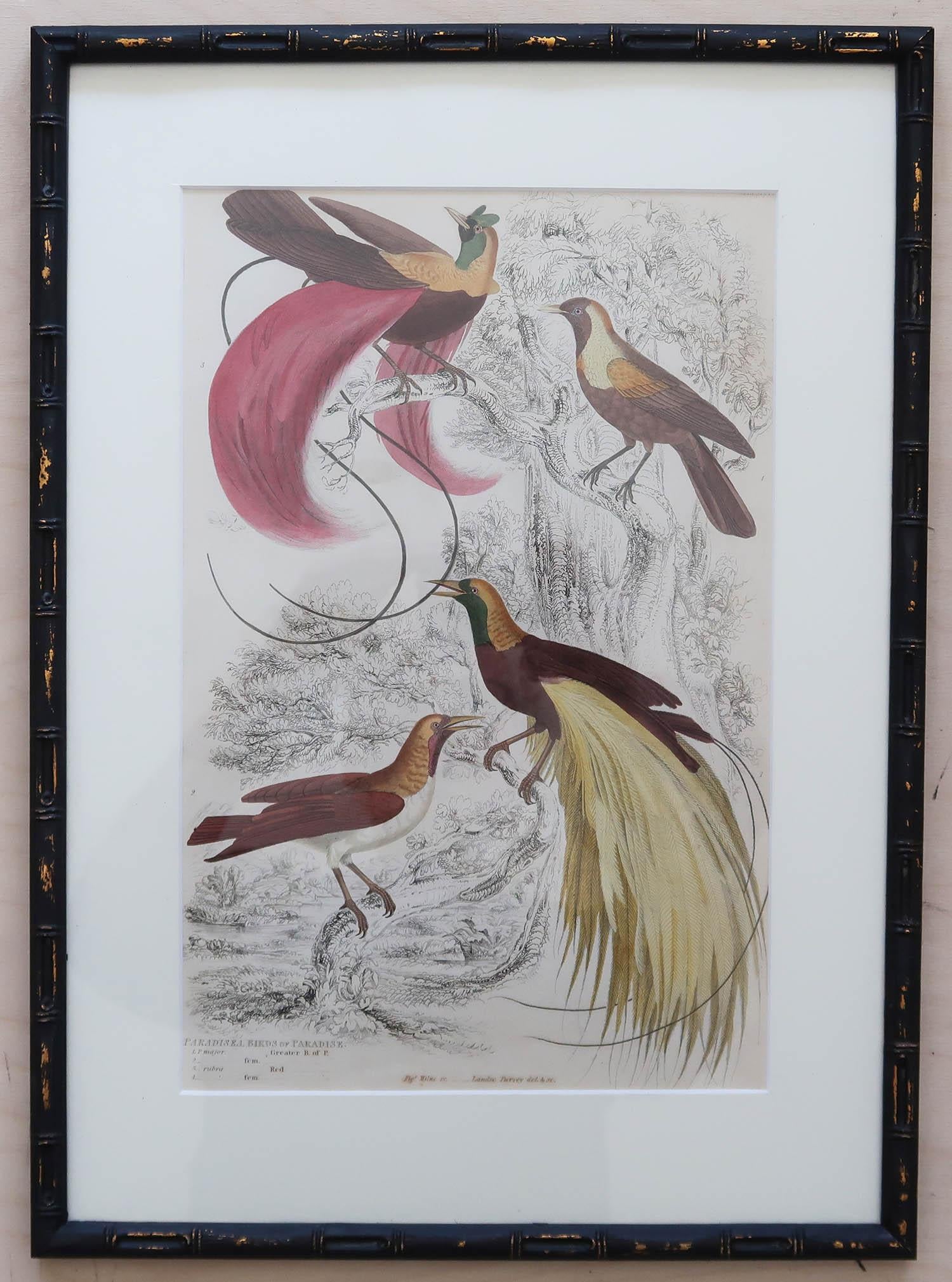 Set of 15 Antique Exotic Bird Prints in Ebonised Faux Bamboo Frames, C.1835 9