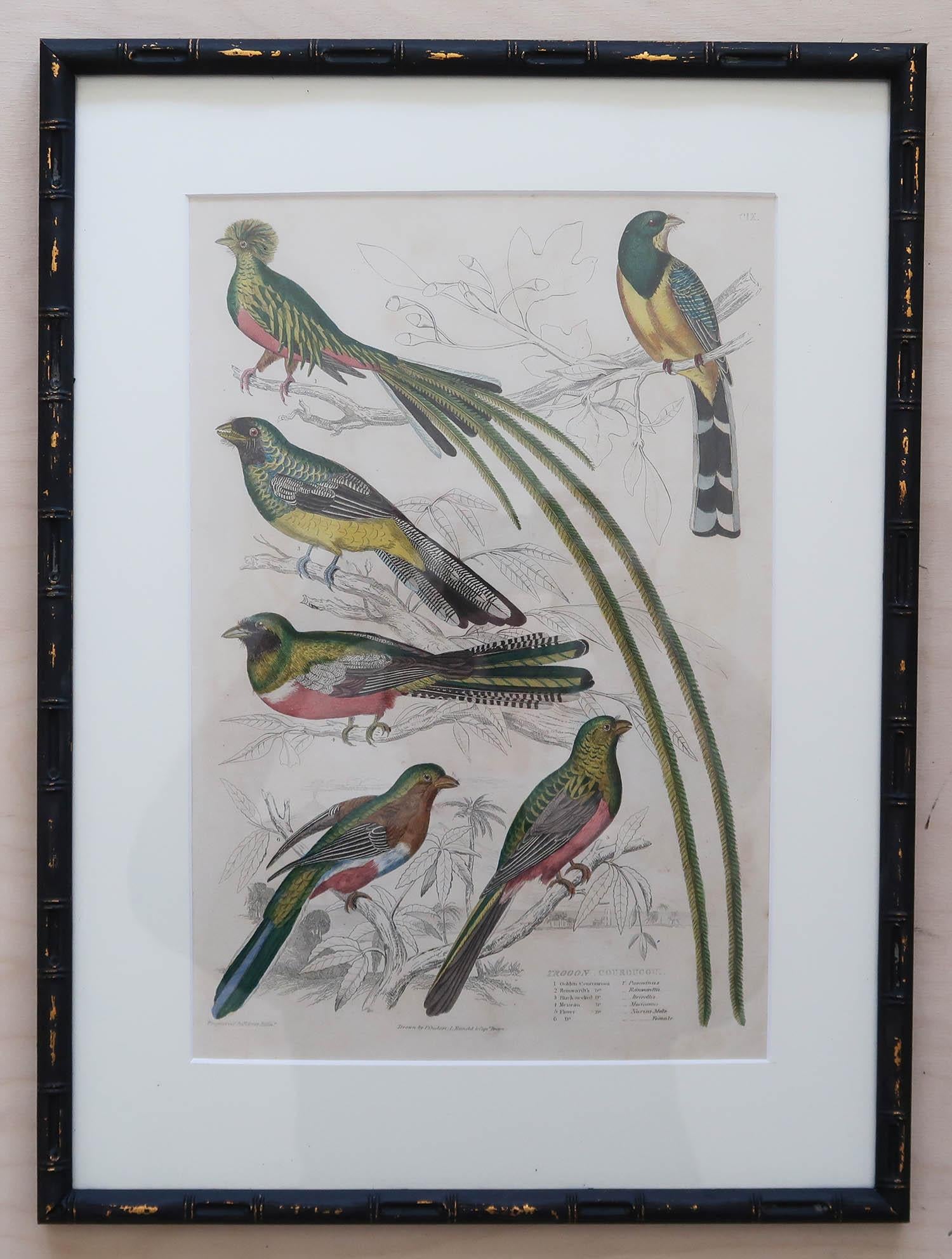Wonderful set of 15 antique bird prints in exquisite bright original colors.

Presented in our own custom made ebonized faux bamboo frames.

Lithographs after the original drawings by Captain Brown. Original hand color.

Published,