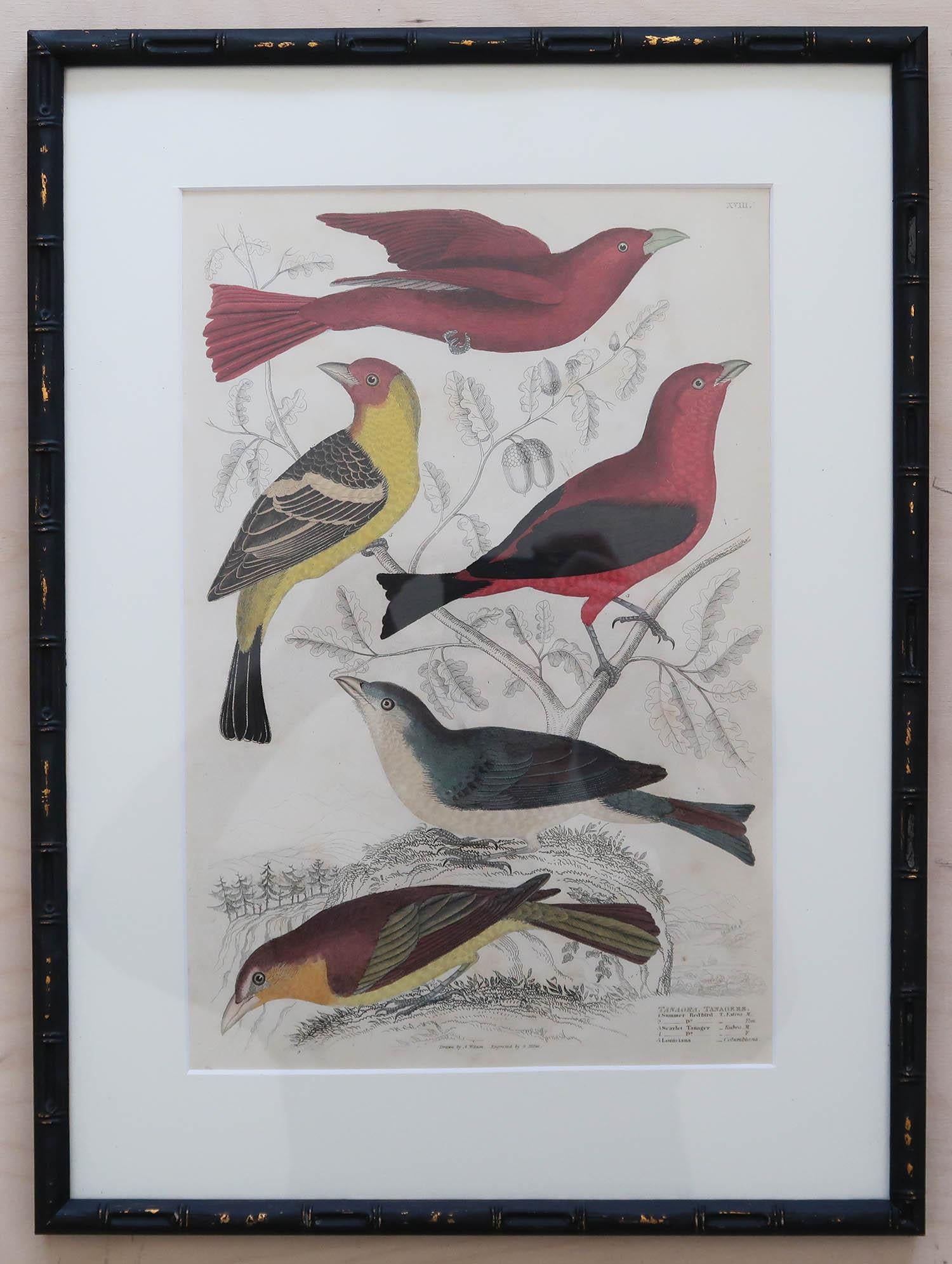 Chinoiserie Set of 15 Antique Exotic Bird Prints in Ebonised Faux Bamboo Frames, C.1835