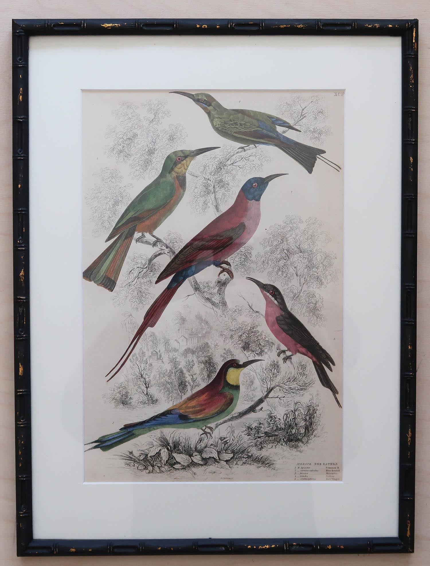 English Set of 15 Antique Exotic Bird Prints in Ebonised Faux Bamboo Frames, C.1835