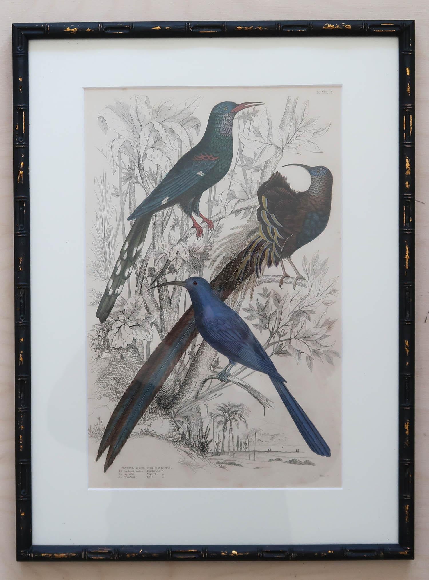 Ebonized Set of 15 Antique Exotic Bird Prints in Ebonised Faux Bamboo Frames, C.1835