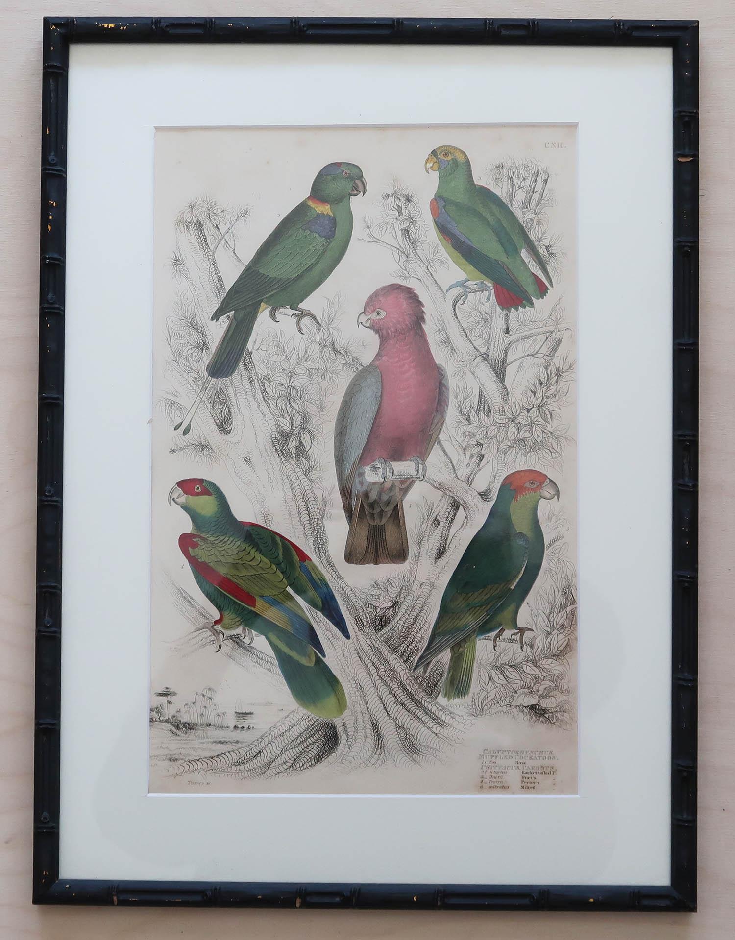 Set of 15 Antique Exotic Bird Prints in Ebonised Faux Bamboo Frames, C.1835 In Good Condition In St Annes, Lancashire