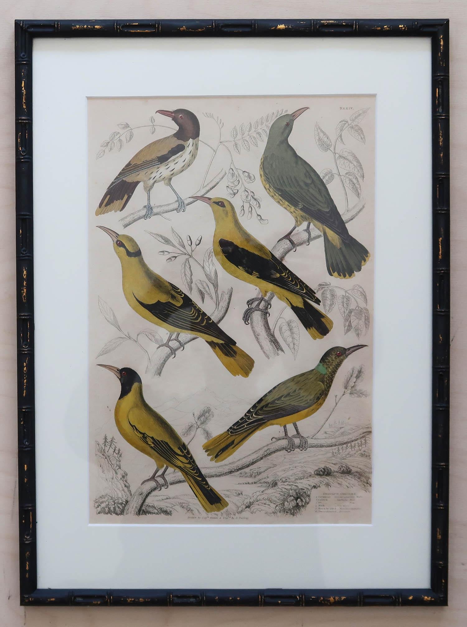 Mid-19th Century Set of 15 Antique Exotic Bird Prints in Ebonised Faux Bamboo Frames, C.1835