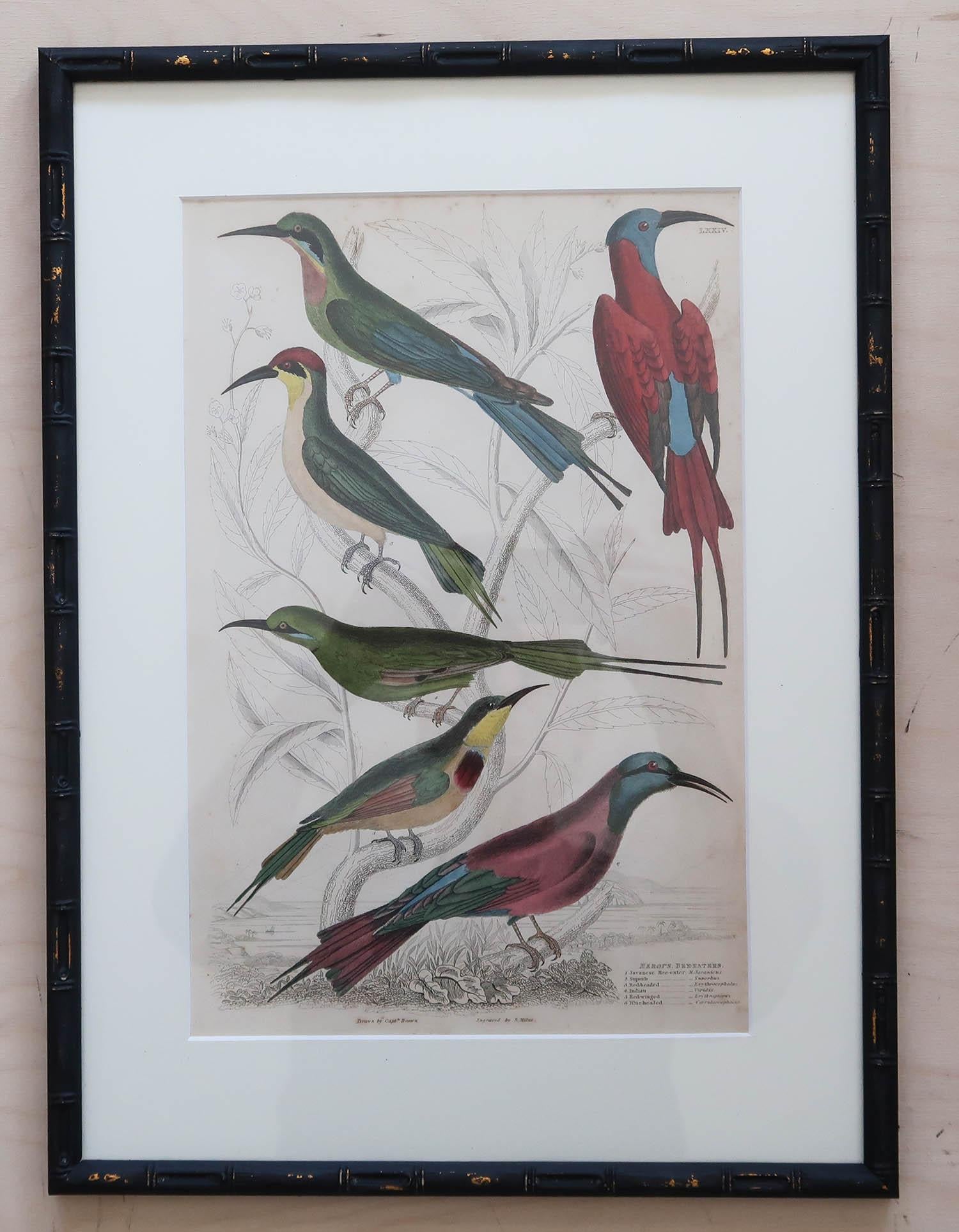 Set of 15 Antique Exotic Bird Prints in Ebonised Faux Bamboo Frames, C.1835 1