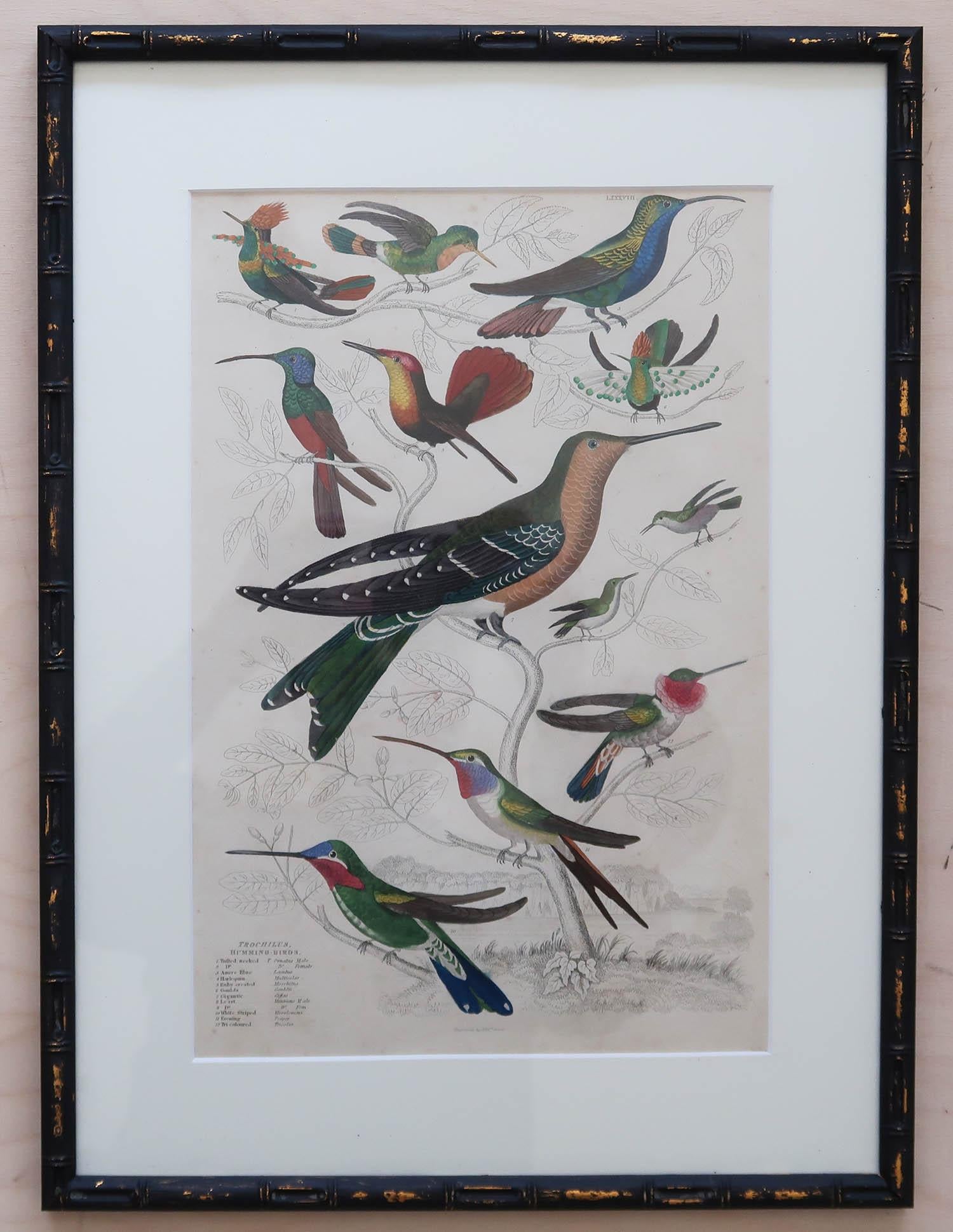 Set of 15 Antique Exotic Bird Prints in Ebonised Faux Bamboo Frames, C.1835 2