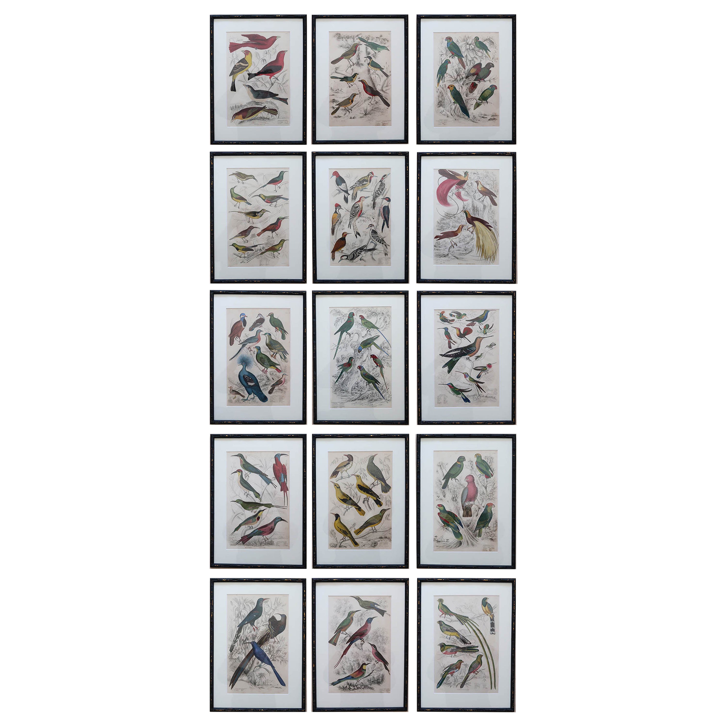 Set of 15 Antique Exotic Bird Prints in Ebonised Faux Bamboo Frames, C.1835