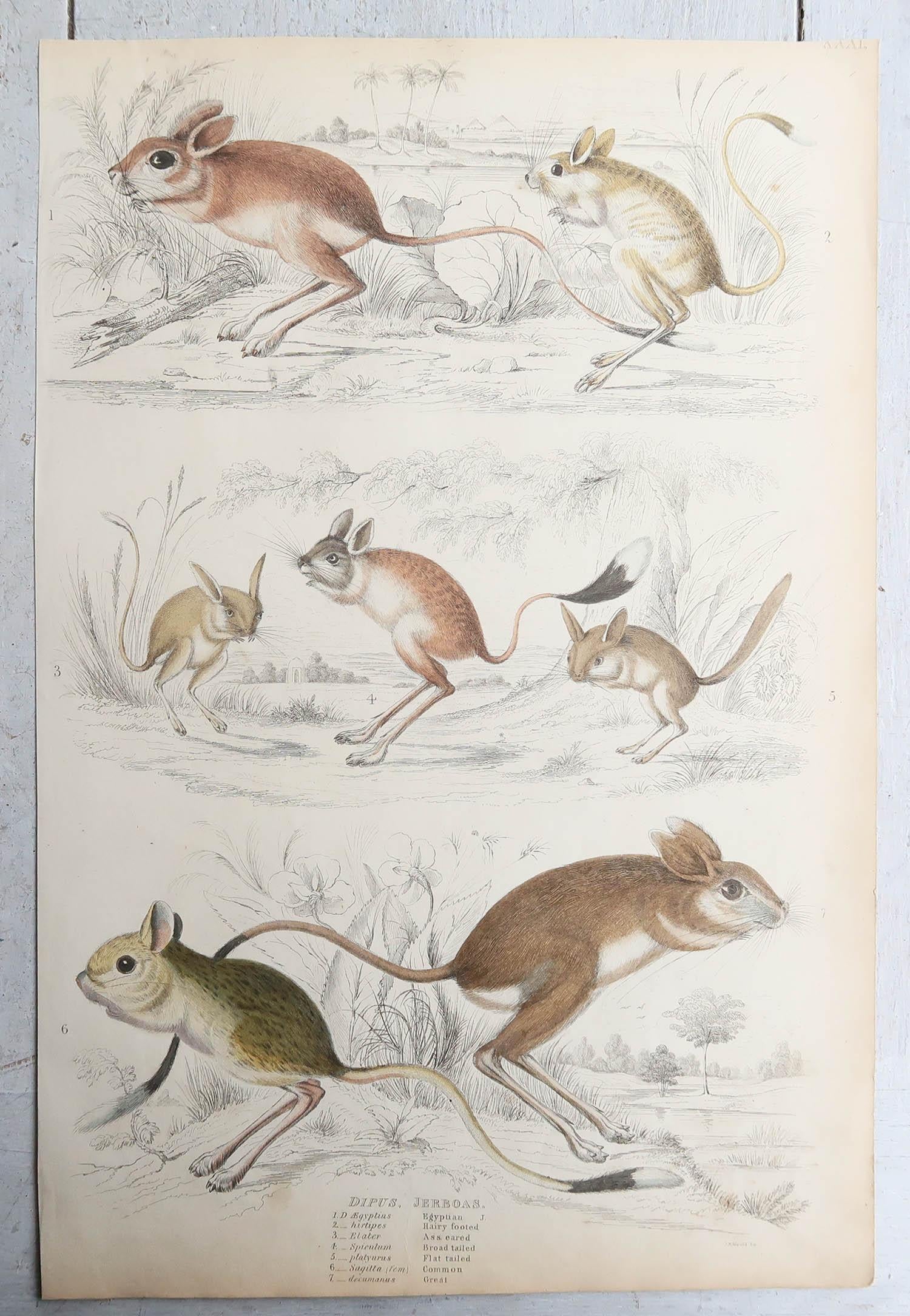 Set of 15 Large Original Antique Animal Prints, 1830s For Sale 2