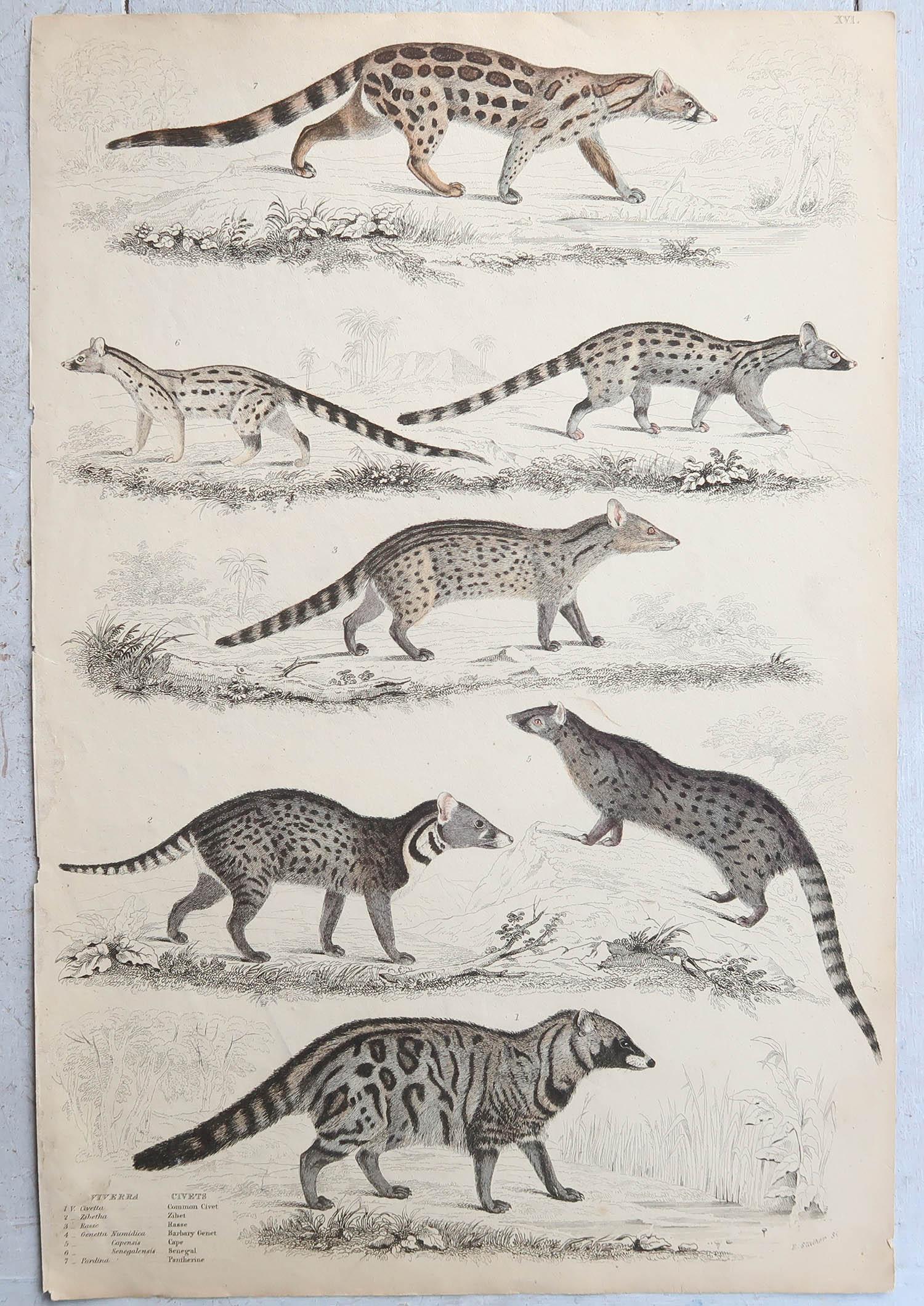 Conjunto de 15 Grandes Grabados Antiguos Originales de Animales, Década de 1830 en venta 2