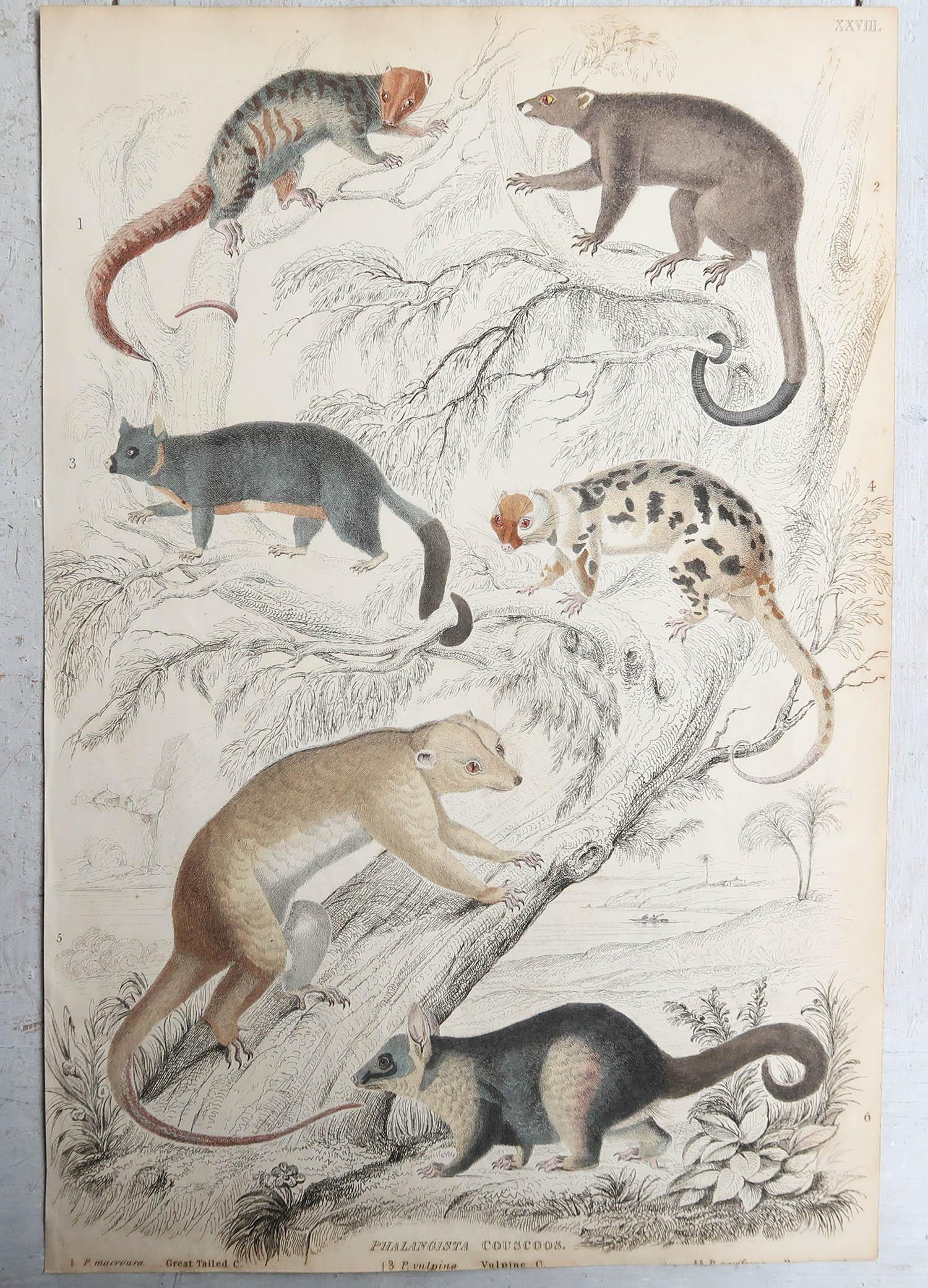 Set of 15 Large Original Antique Animal Prints, 1830s For Sale 3
