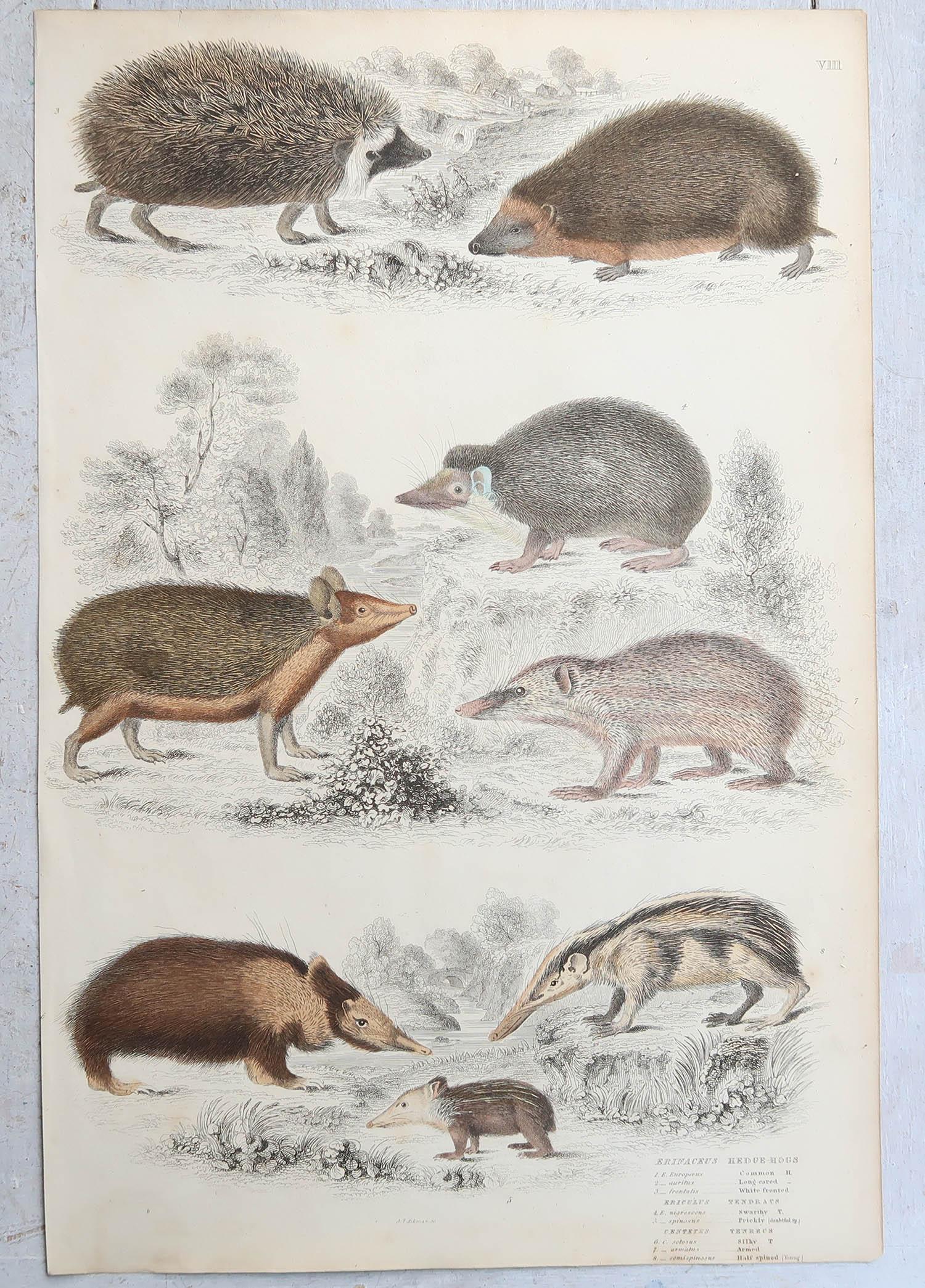 Conjunto de 15 Grandes Grabados Antiguos Originales de Animales, Década de 1830 en venta 3
