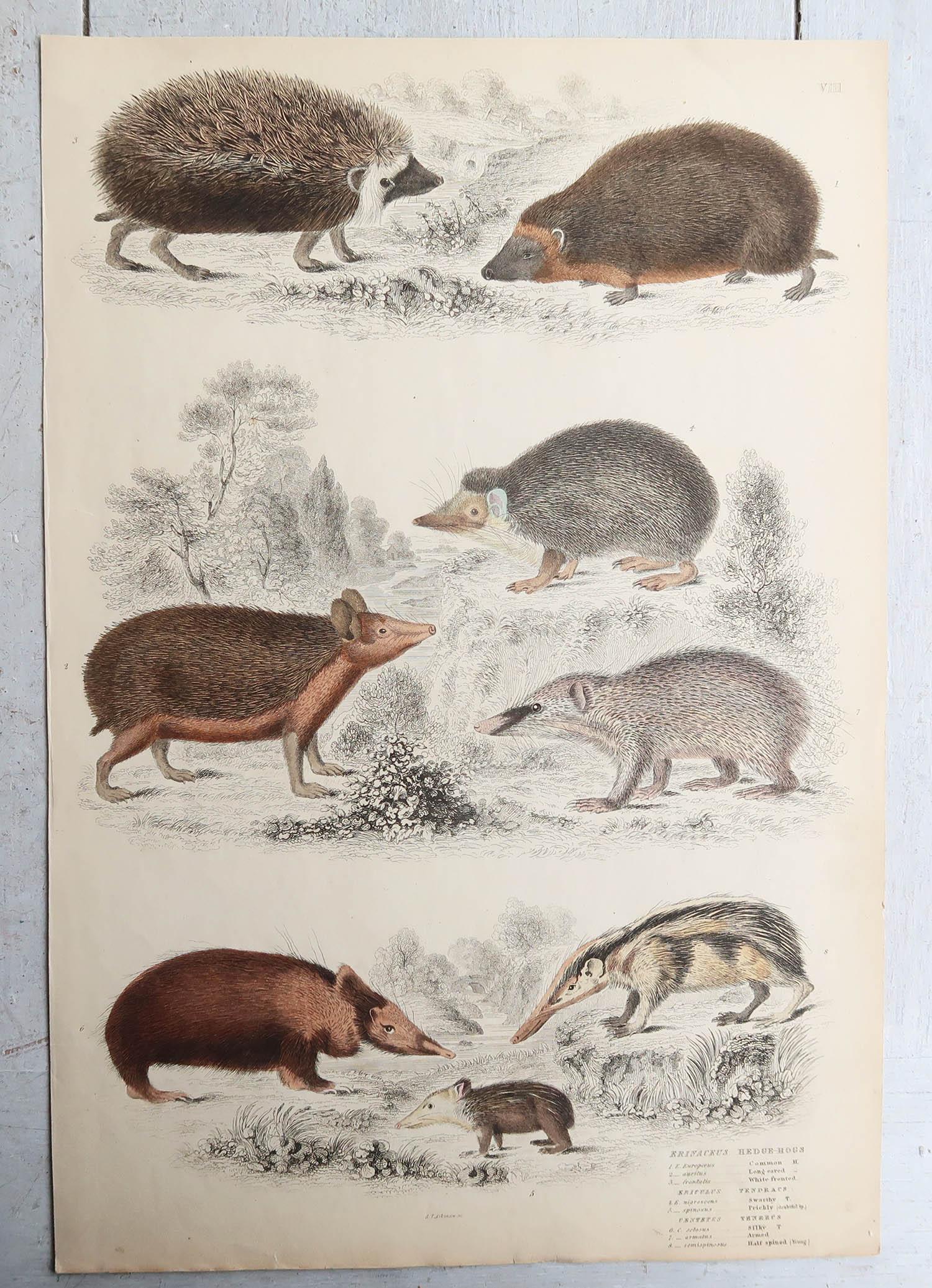 Set of 15 Large Original Antique Animal Prints, 1830s For Sale 4