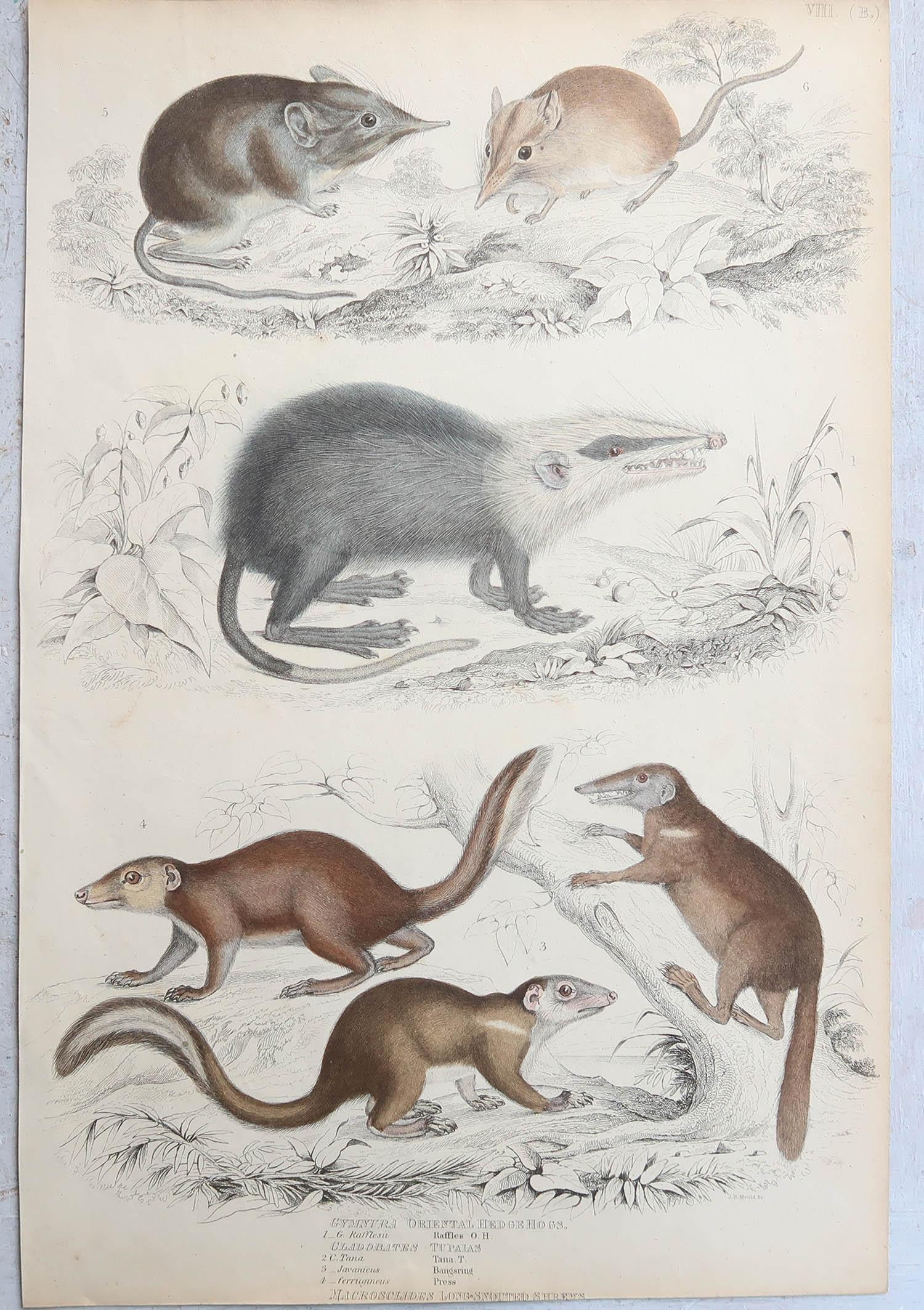 Conjunto de 15 Grandes Grabados Antiguos Originales de Animales, Década de 1830 en venta 4