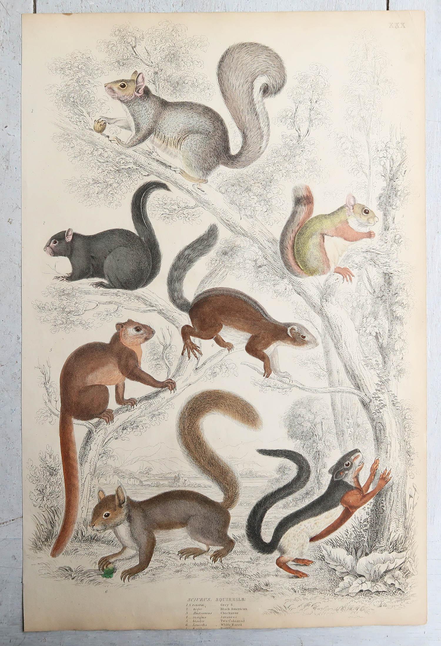 Set of 15 Large Original Antique Animal Prints, 1830s For Sale 5