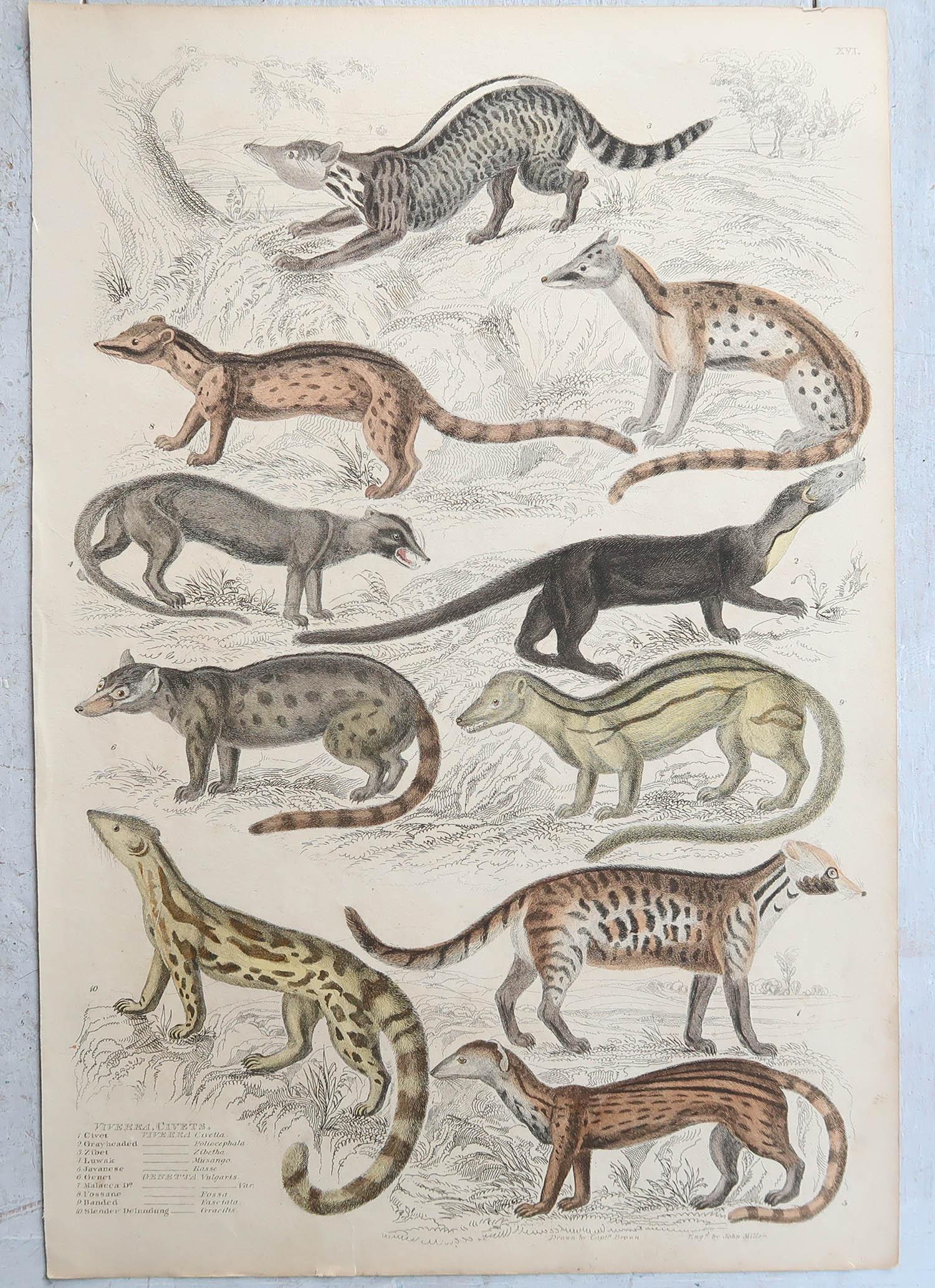 Conjunto de 15 Grandes Grabados Antiguos Originales de Animales, Década de 1830 en venta 5