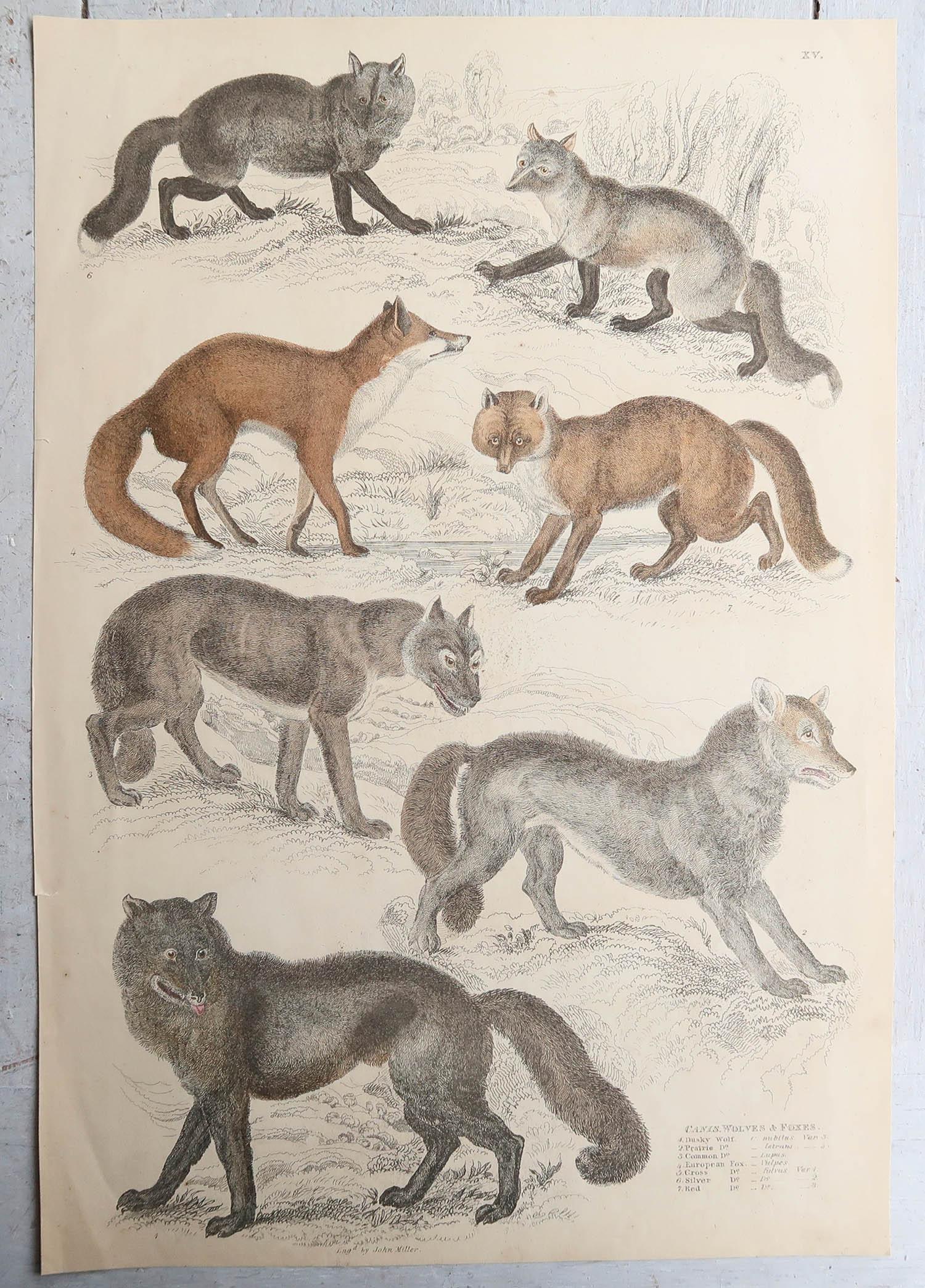 Set of 15 Large Original Antique Animal Prints, 1830s For Sale 6