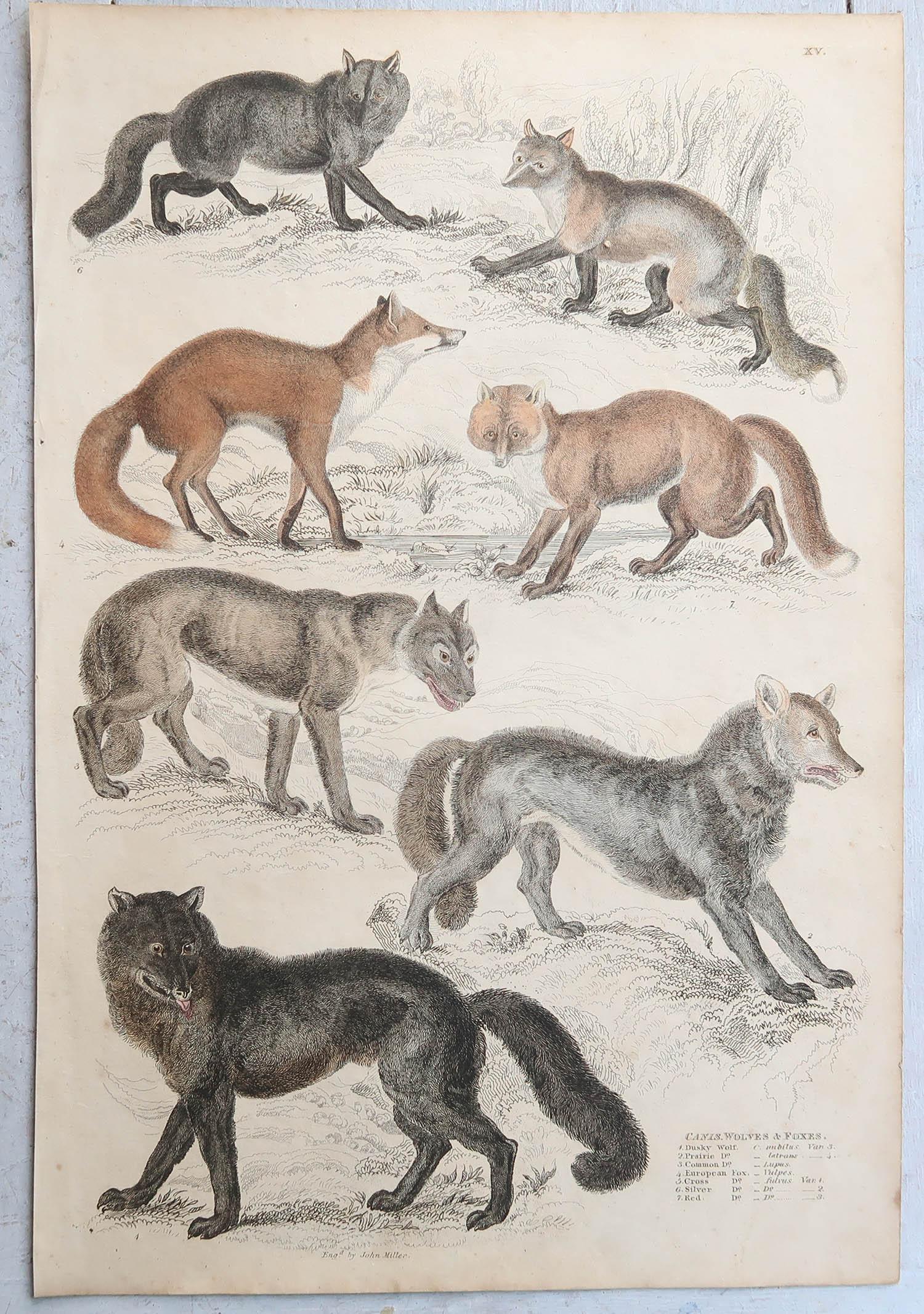 Conjunto de 15 Grandes Grabados Antiguos Originales de Animales, Década de 1830 en venta 6