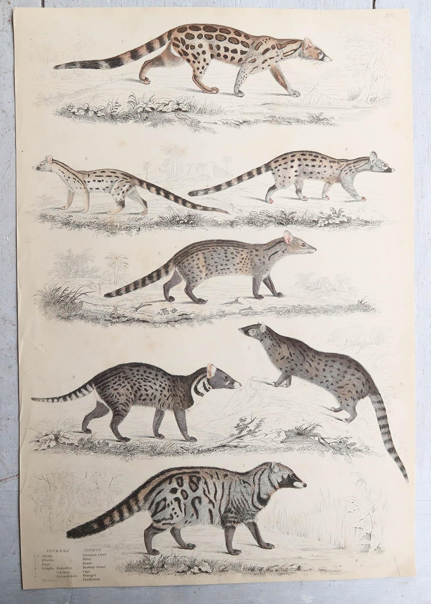 Set of 15 Large Original Antique Animal Prints, 1830s For Sale 7