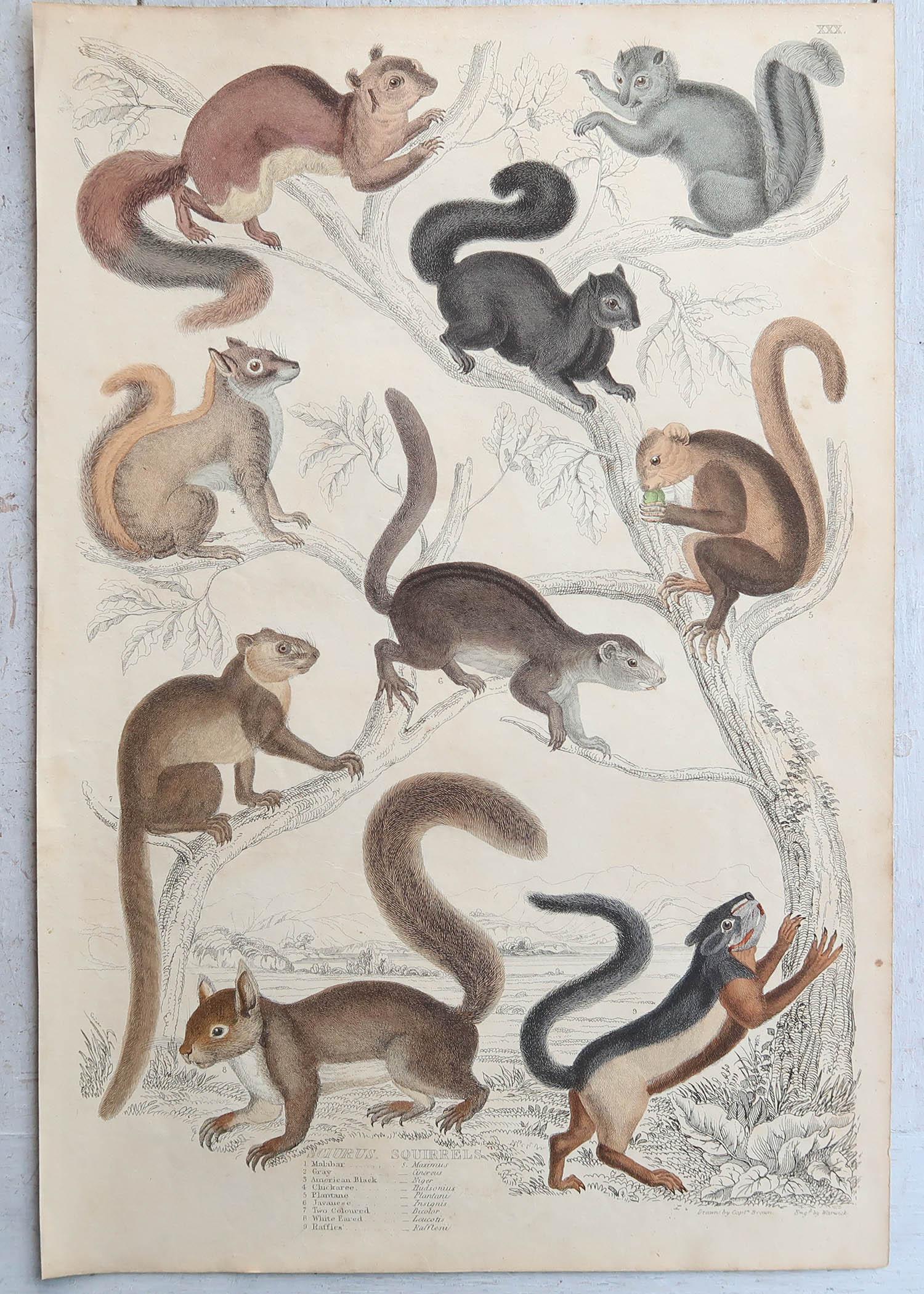 Conjunto de 15 Grandes Grabados Antiguos Originales de Animales, Década de 1830 en venta 7