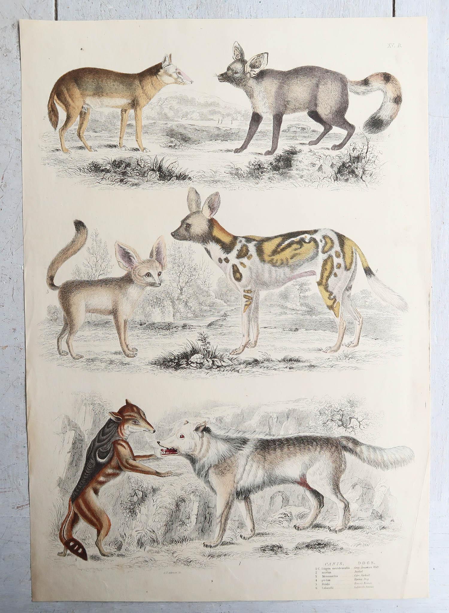 Set of 15 Large Original Antique Animal Prints, 1830s For Sale 8