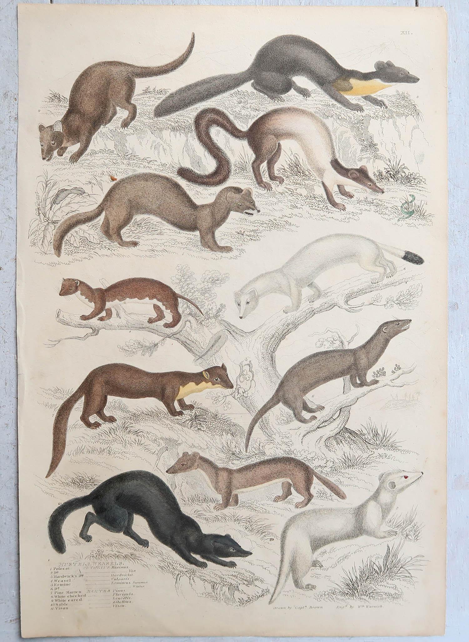 Conjunto de 15 Grandes Grabados Antiguos Originales de Animales, Década de 1830 en venta 8