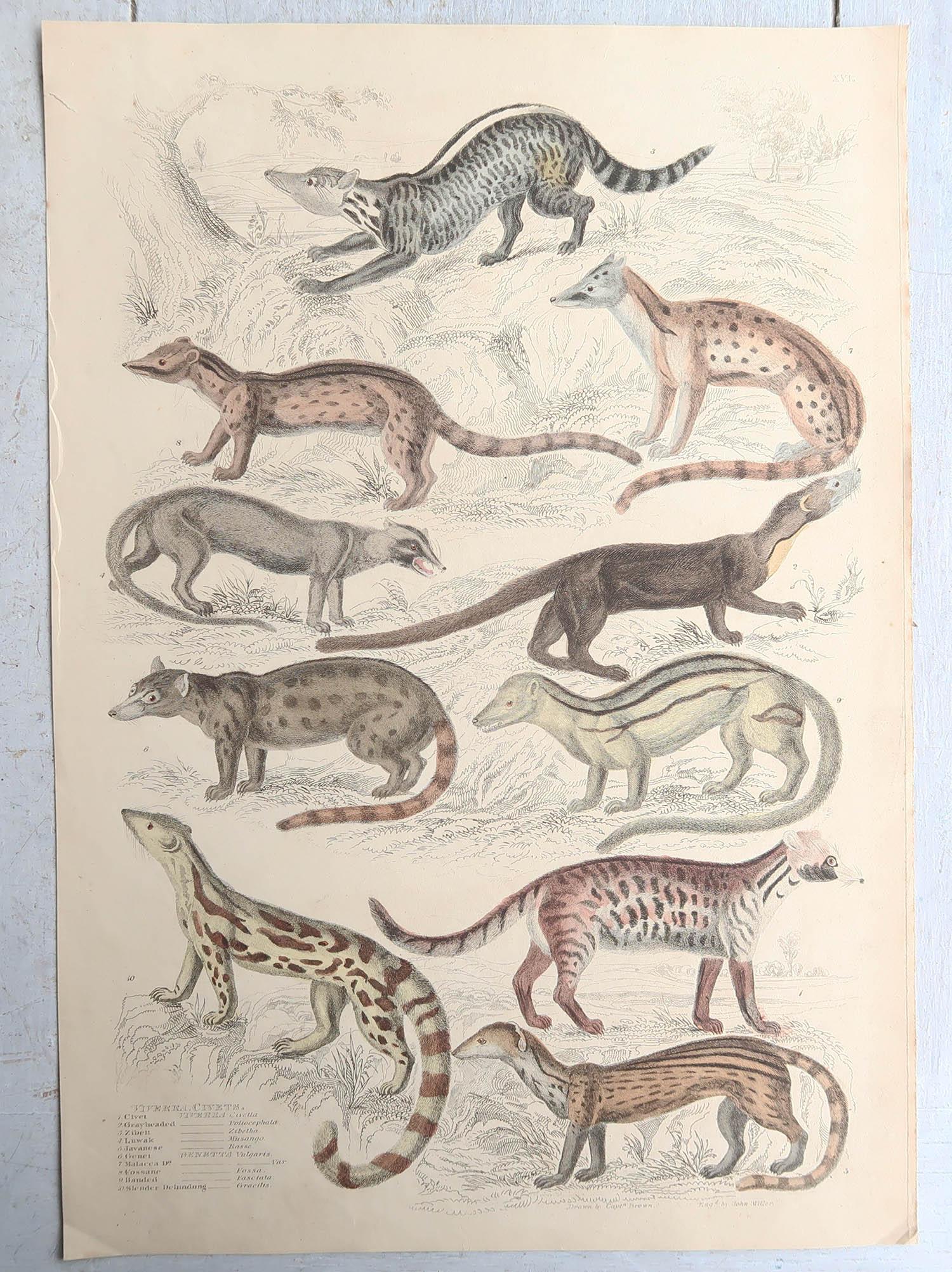 Great set of animal prints

Lithographs after the drawings by Cpt. brown.
 
Original hand color.

Unframed

The measurement given below is for one print.