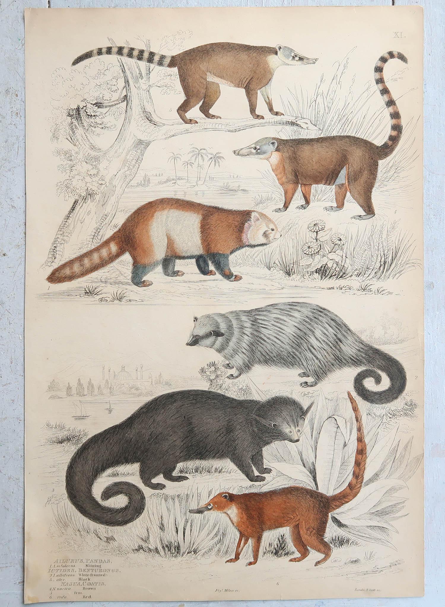 Gran conjunto de estampados de animales

Litografías según los dibujos del Cpt. brown.
 
Color original a mano.

Sin enmarcar

La medida indicada a continuación es para una impresión.