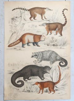 Set of 15 Large Original Antique Animal Prints, 1830s
