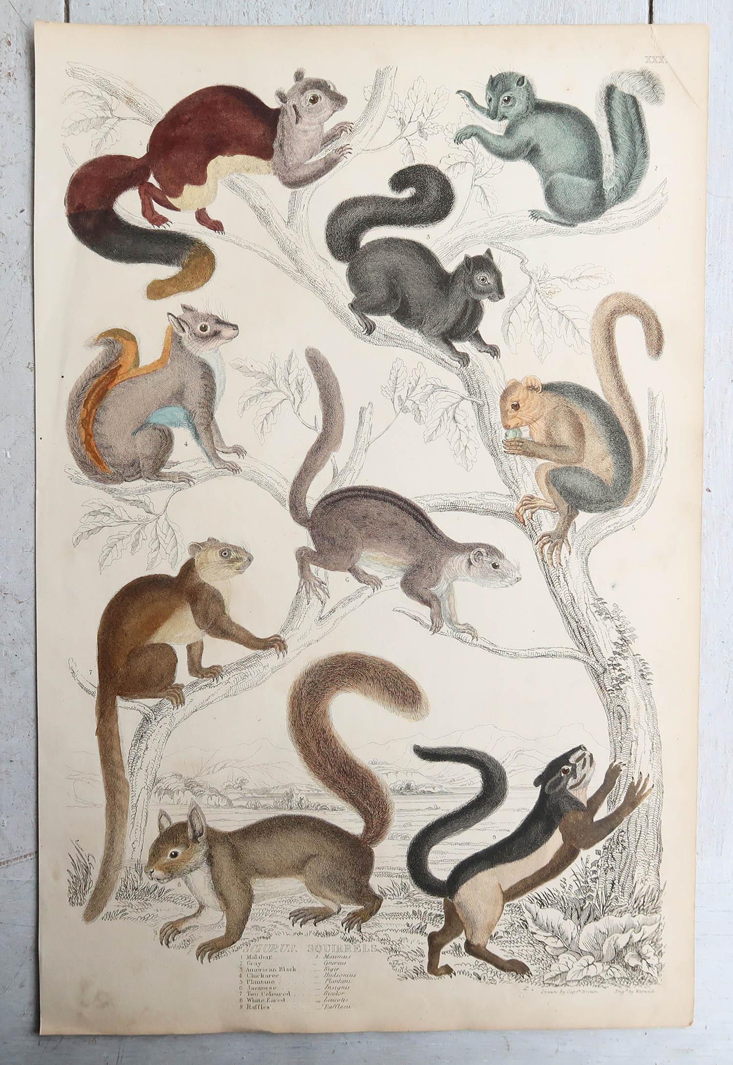Folk Art Set of 15 Large Original Antique Animal Prints, 1830s For Sale