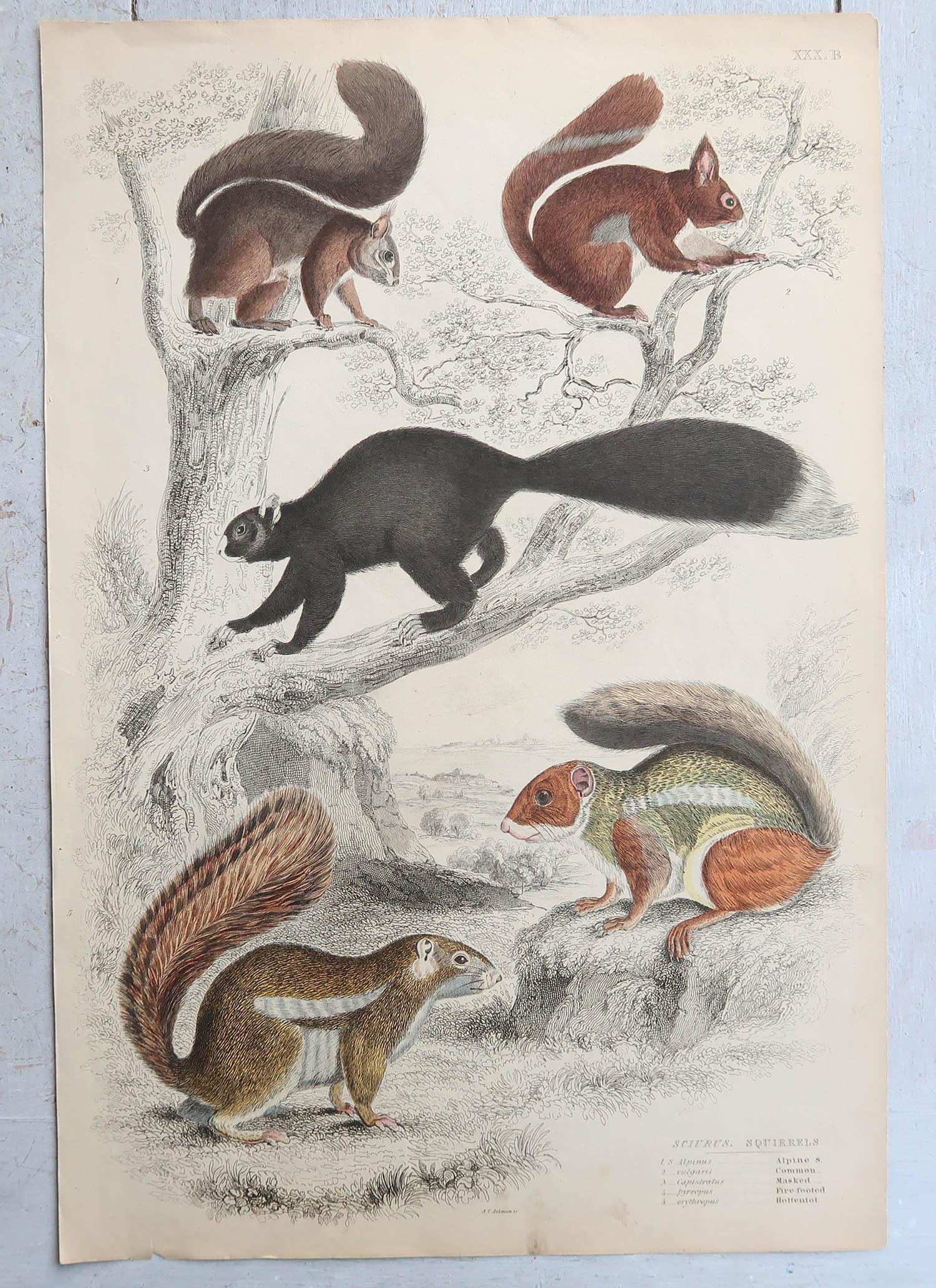 Conjunto de 15 Grandes Grabados Antiguos Originales de Animales, Década de 1830 Arte popular en venta