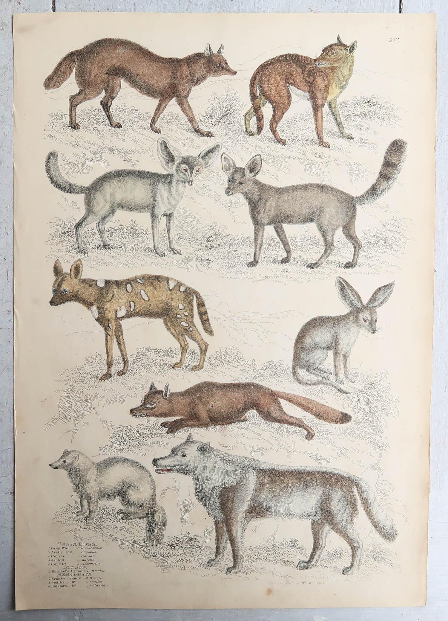 Scottish Set of 15 Large Original Antique Animal Prints, 1830s For Sale