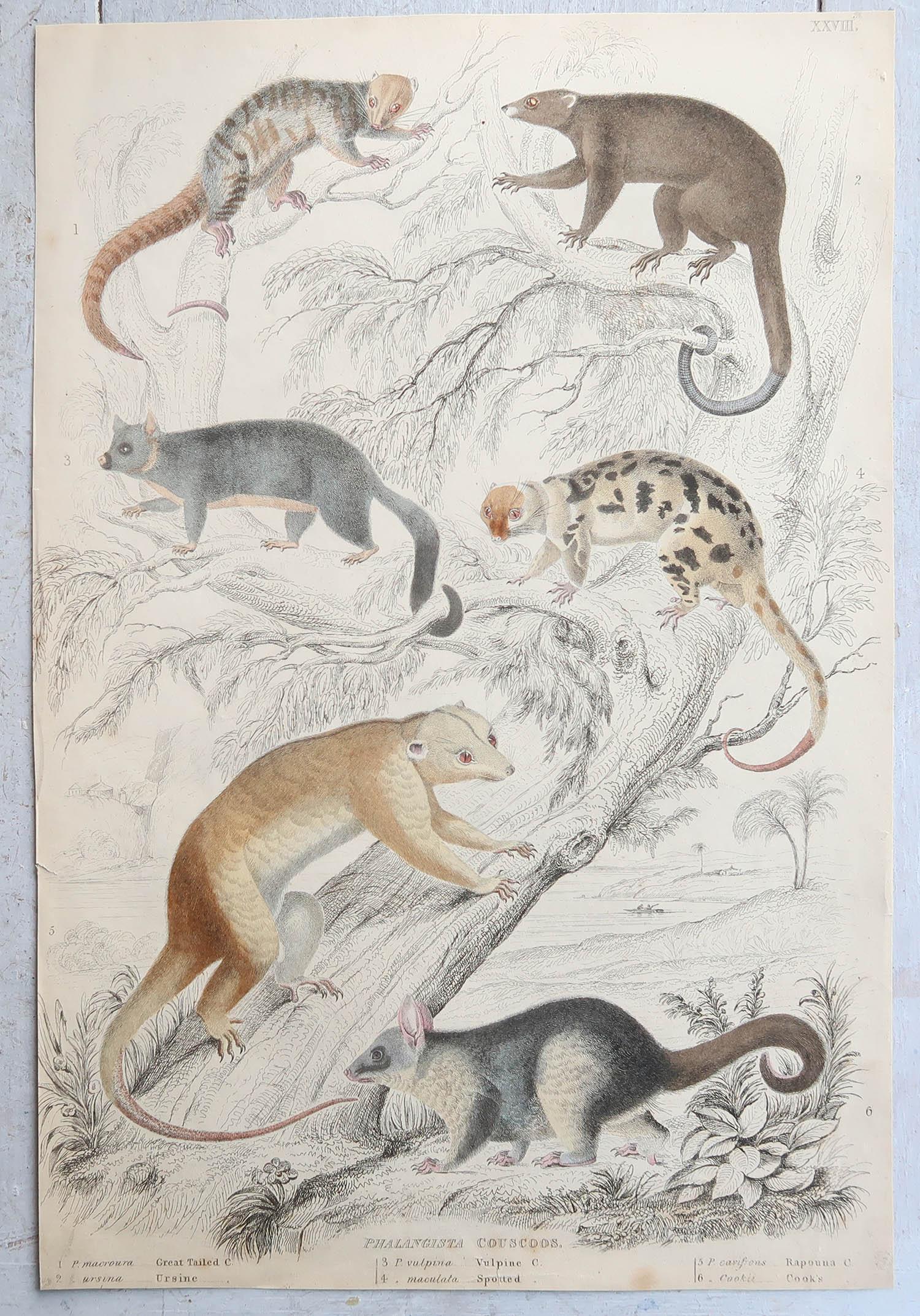 Conjunto de 15 Grandes Grabados Antiguos Originales de Animales, Década de 1830 Escocés en venta